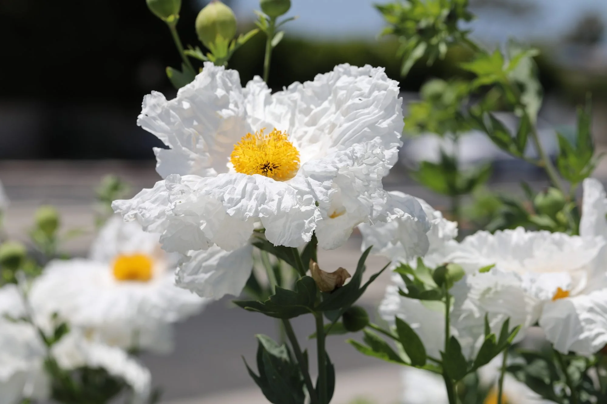 Matilija-Poppy-069A0204.jpg