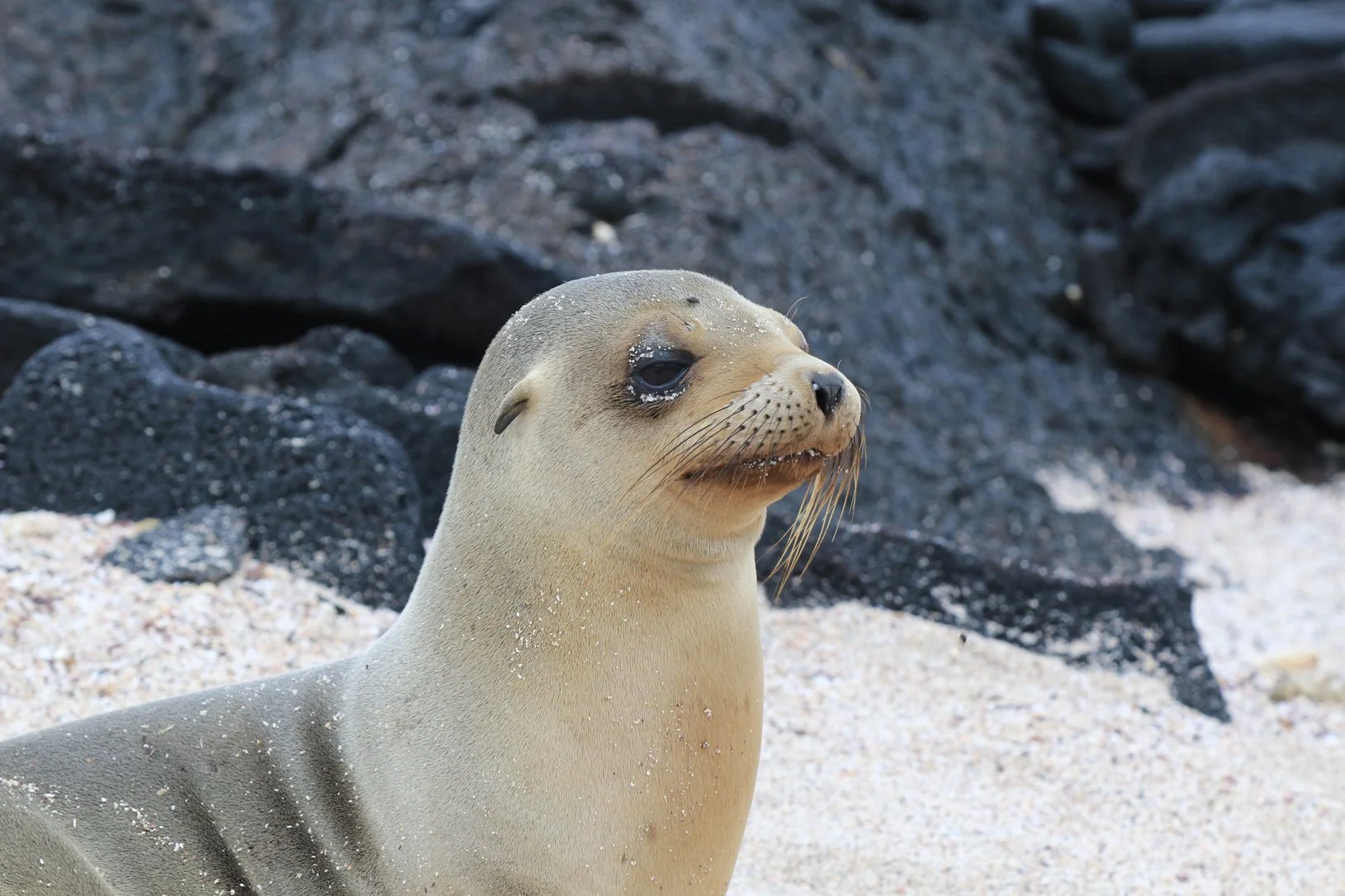 Galapagos-529.jpg