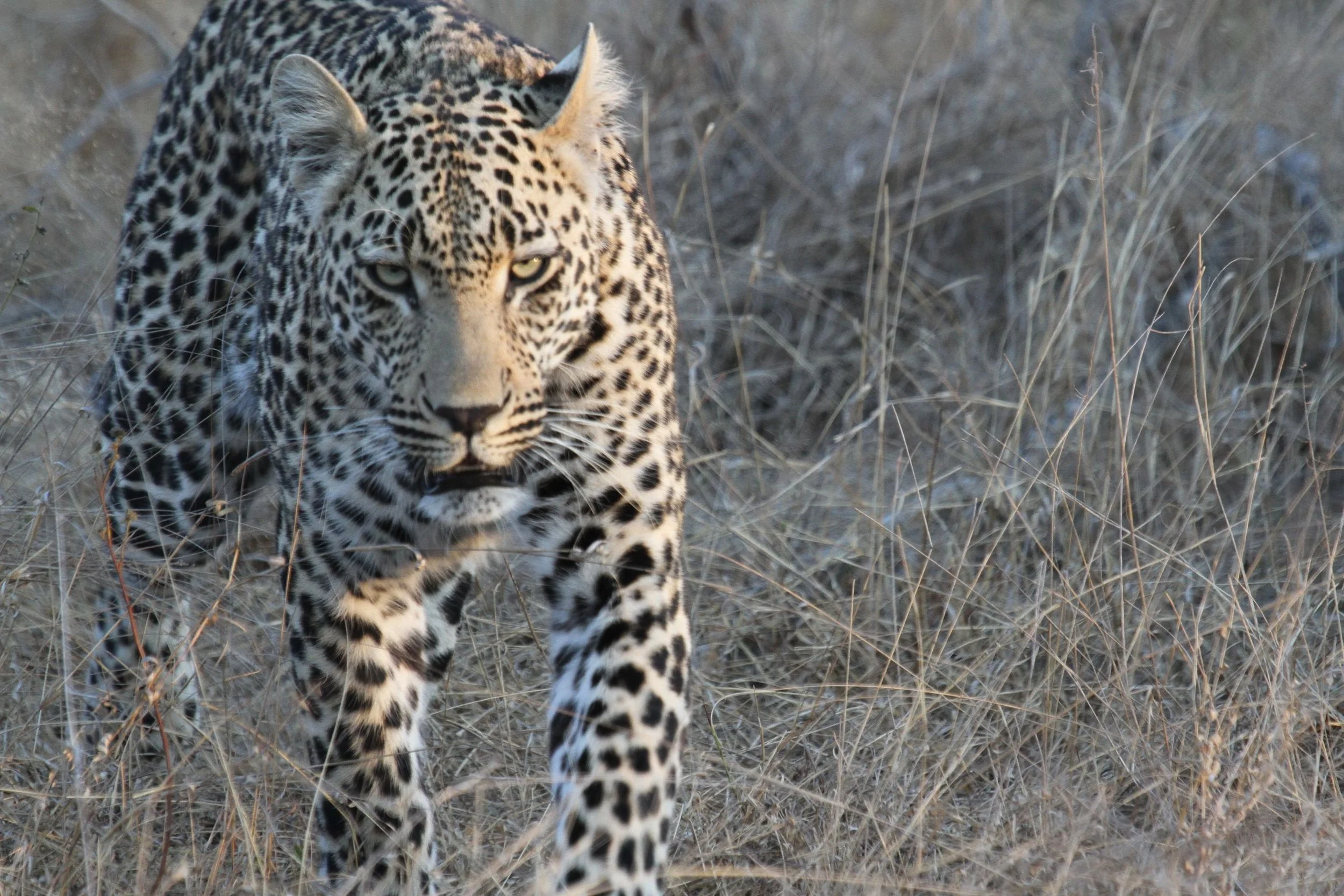 Solo-Exhibition-2026 Africa 2014 344-intro