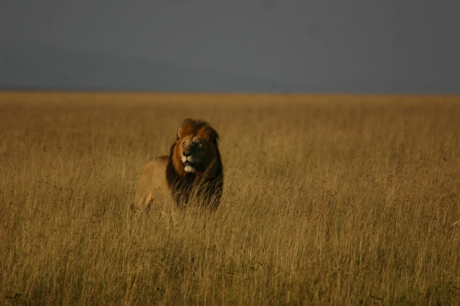 Solo-Exhibition-2026 africa 247