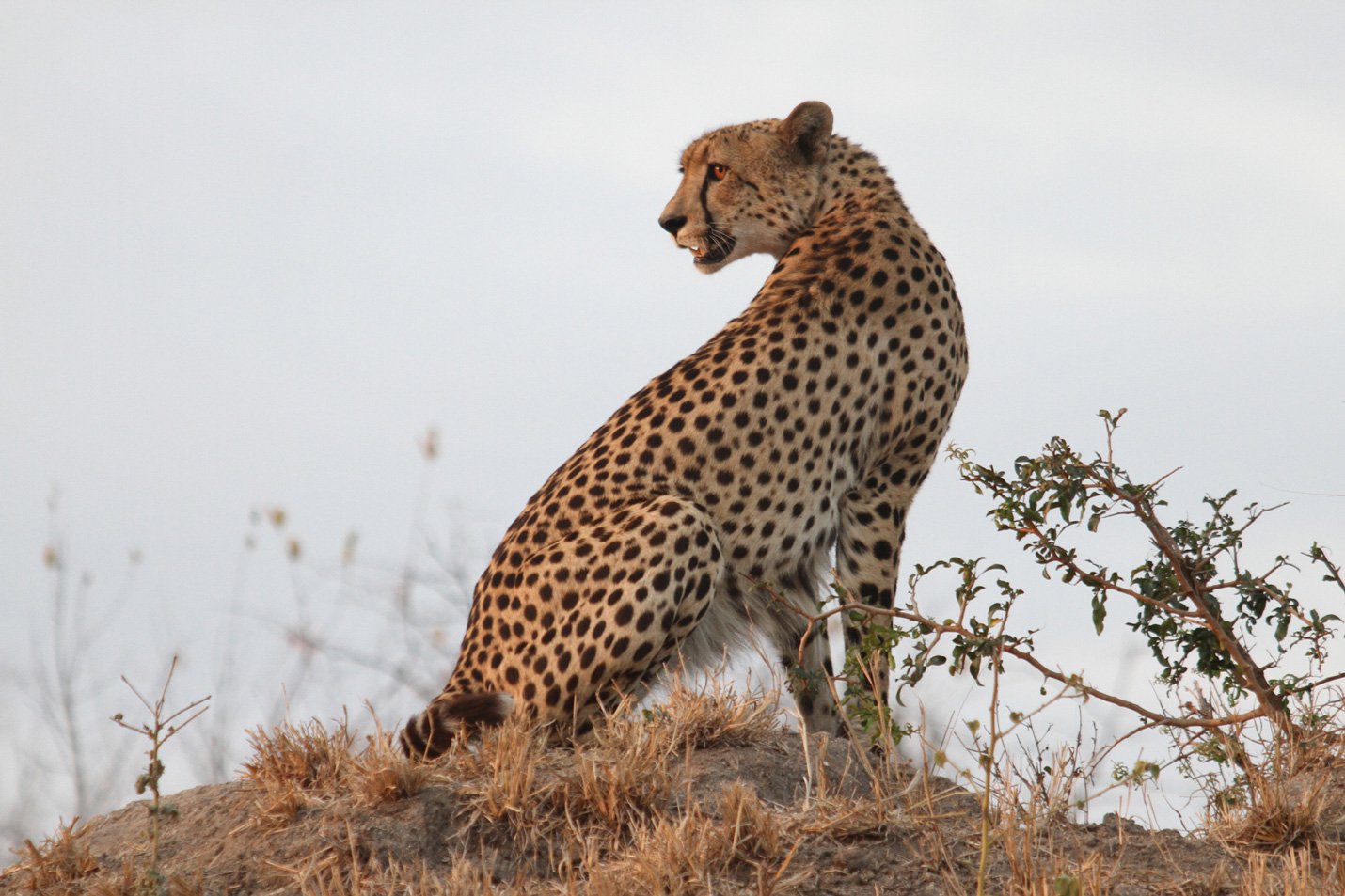 Cheetah in Africa during Sunset