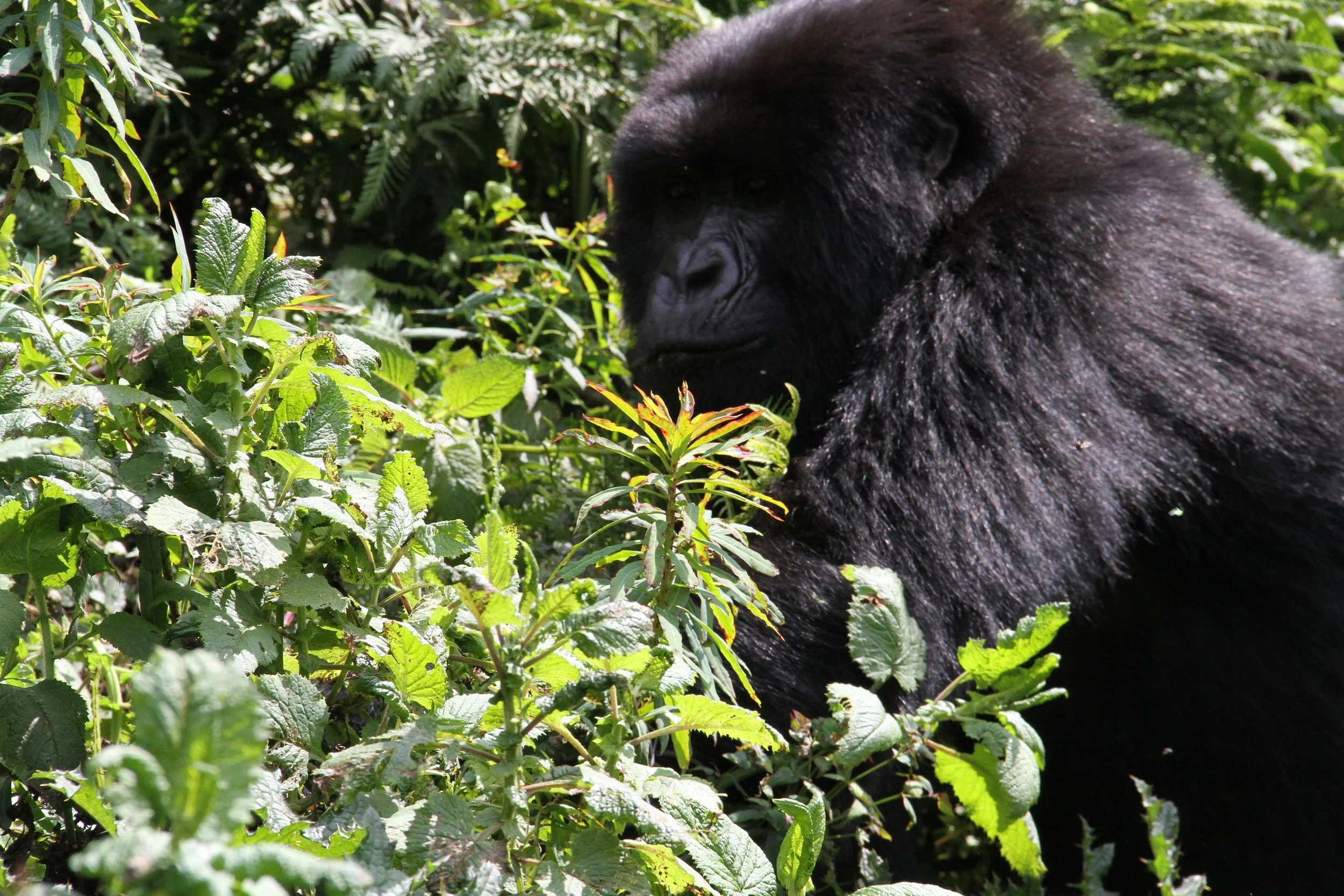 Rawanda Gorillas 193.JPG.jpeg