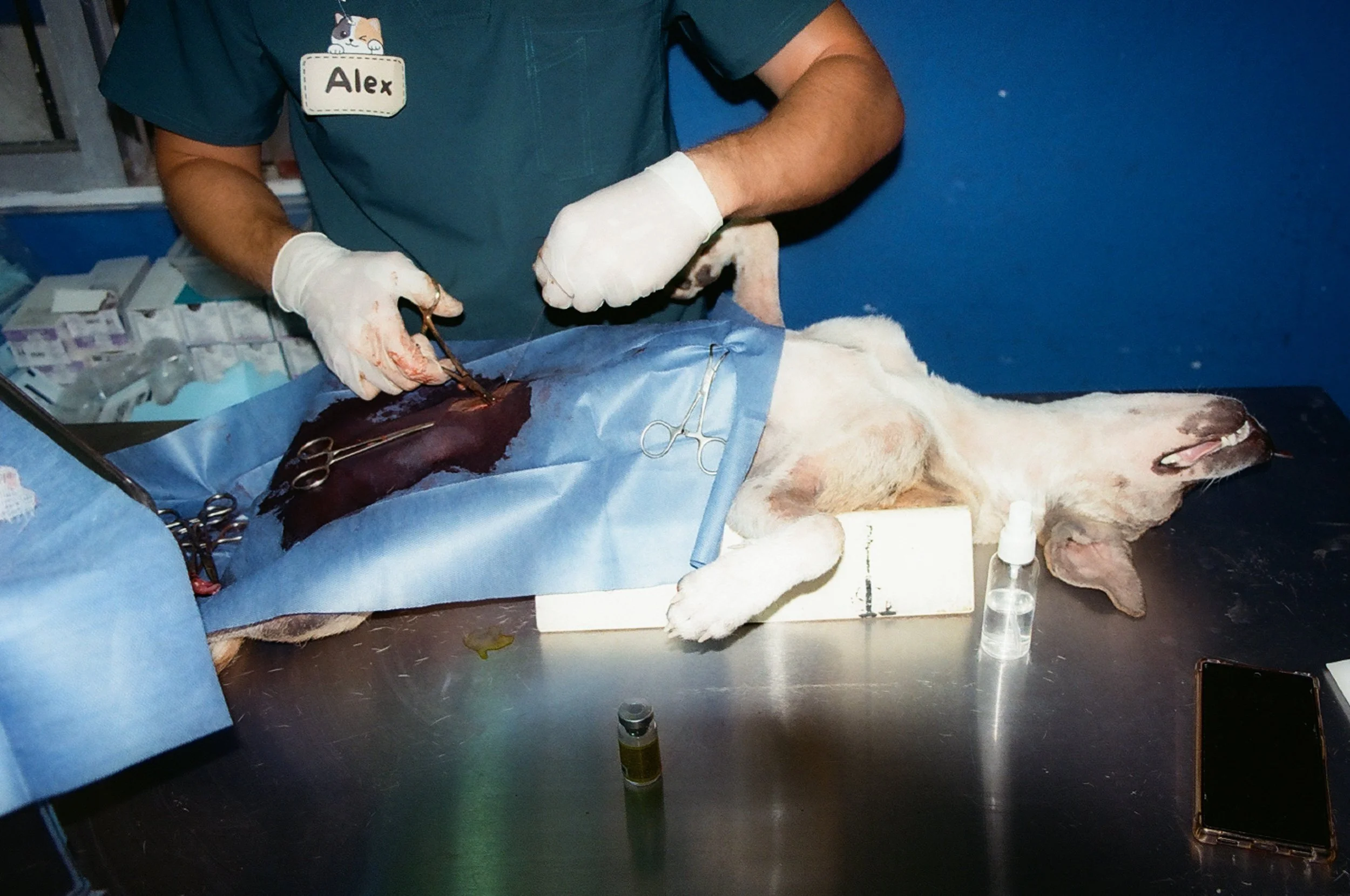 A surgical scene where a dog lies on a metal table, partially covered by a blue sterile drape; a gloved hand uses surgical scissors on an open abdominal incision while a name tag reading "Alex" with a cartoon cat is visible on the surgeon's scrub. 35