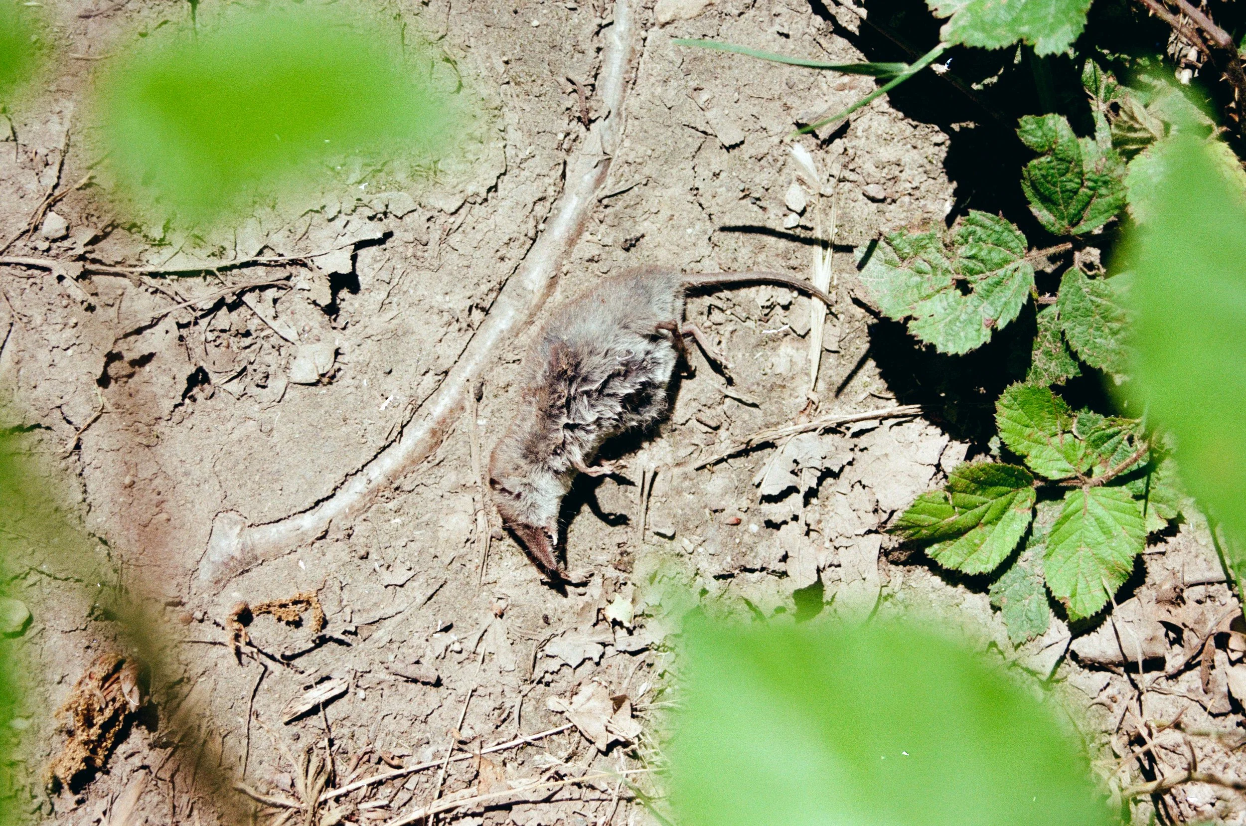 A top-down view of a dead shrew lying on dry, cracked earth; the small mammal is surrounded by green bramble leaves and dirt, integrating back into the soil. 35 mm color film.