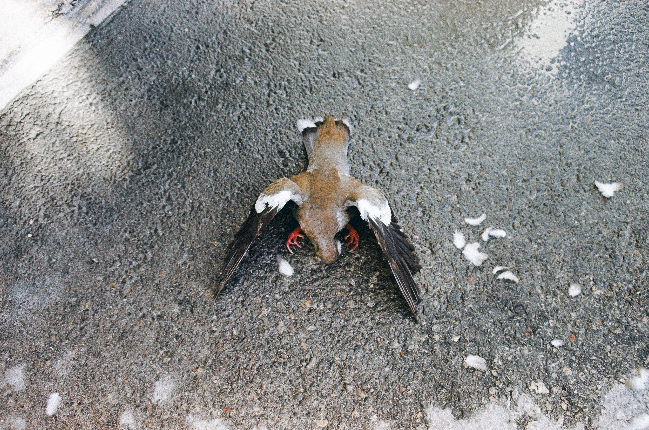 A dead bird lying centered on a grey, textured asphalt surface, its wings slightly spread and its orange-red feet visible; white feathers are scattered around the body. 35 mm color film.