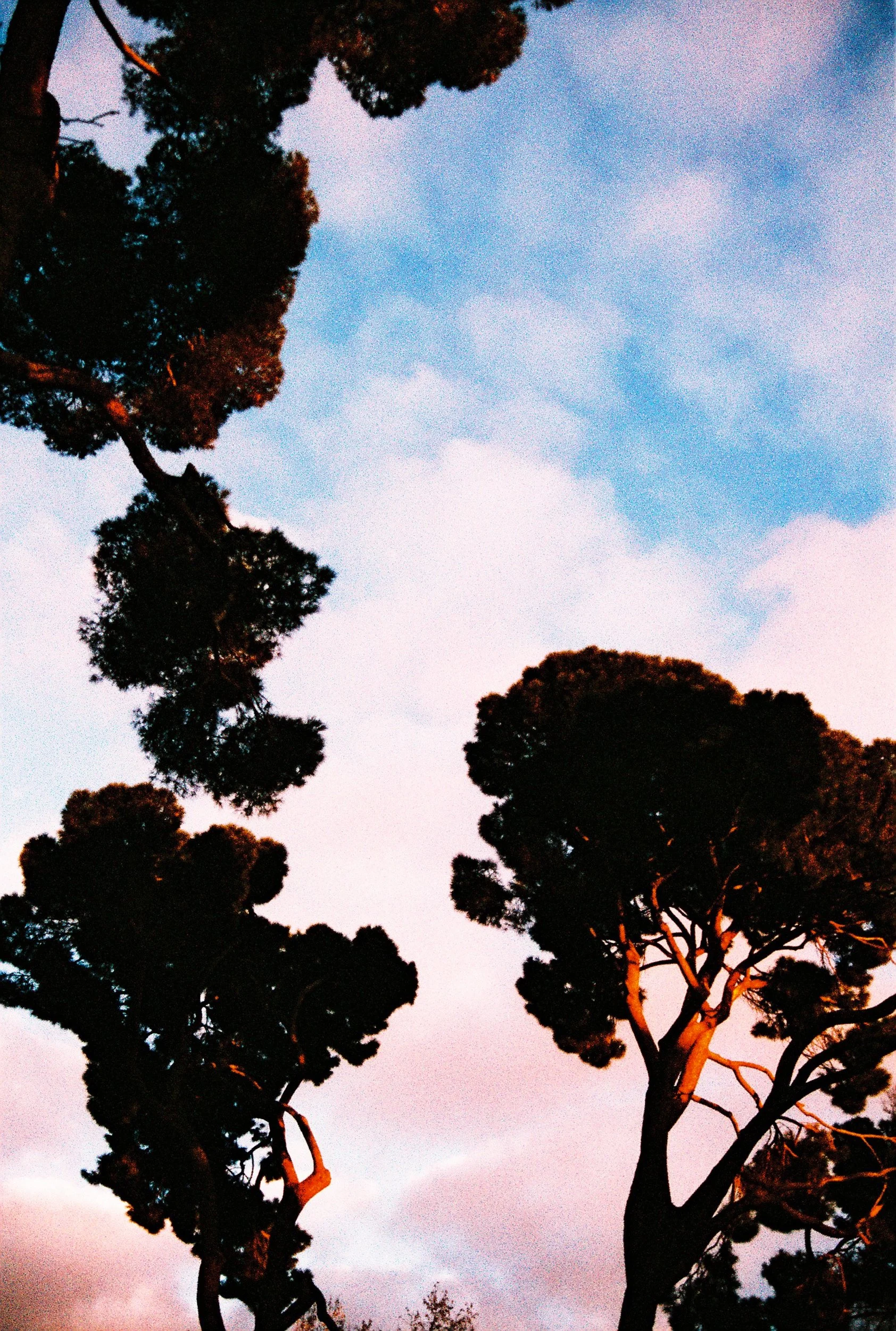 Silhouettes of pine trees against a pink and blue twilight sky, capturing the scale of romantic grief. 35 mm color film.