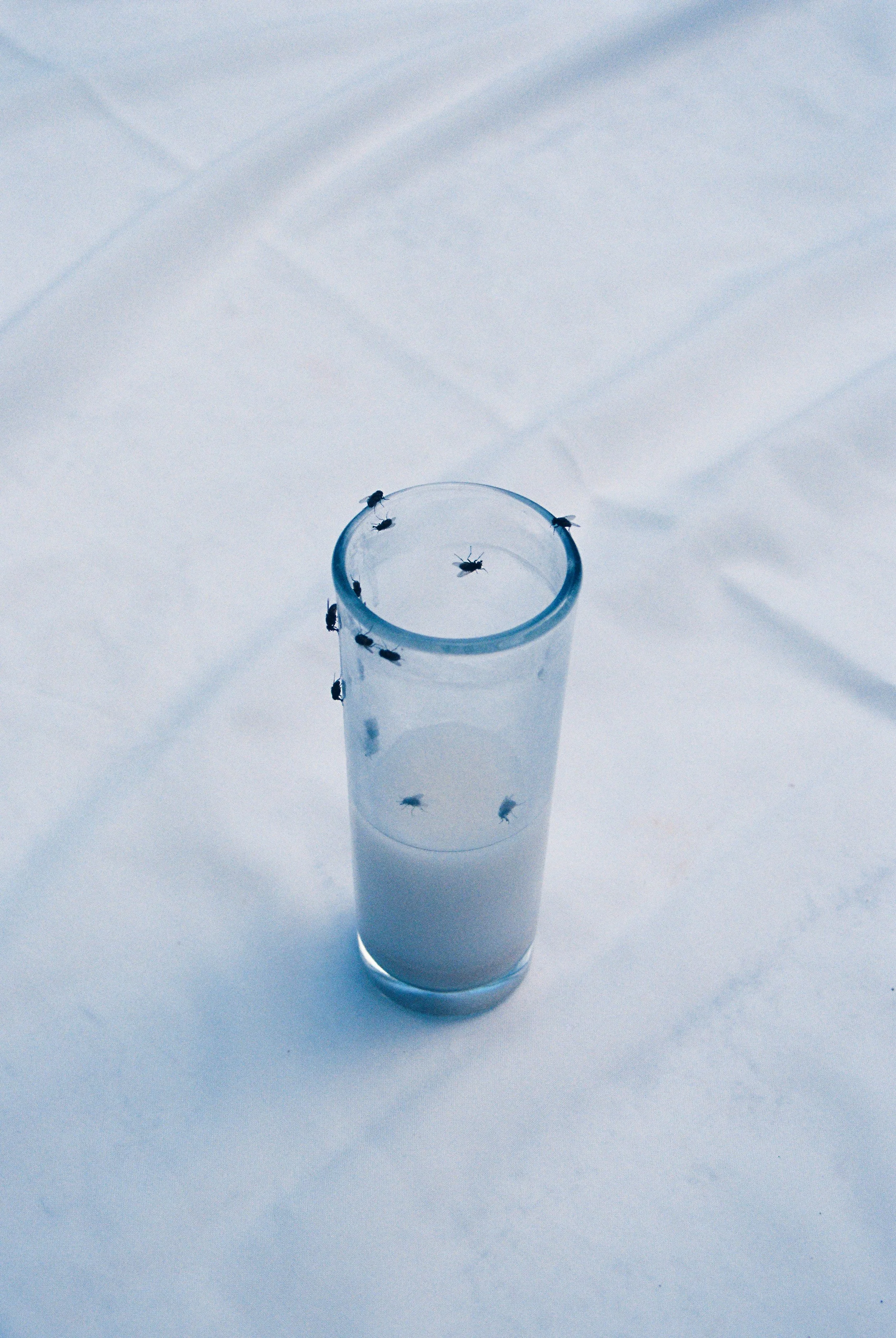 A high-angle, clinical shot of a tall glass containing a small amount of white liquid, placed on a white surface; multiple houseflies are clinging to the rim and the interior walls of the glass. 35 mm color film.