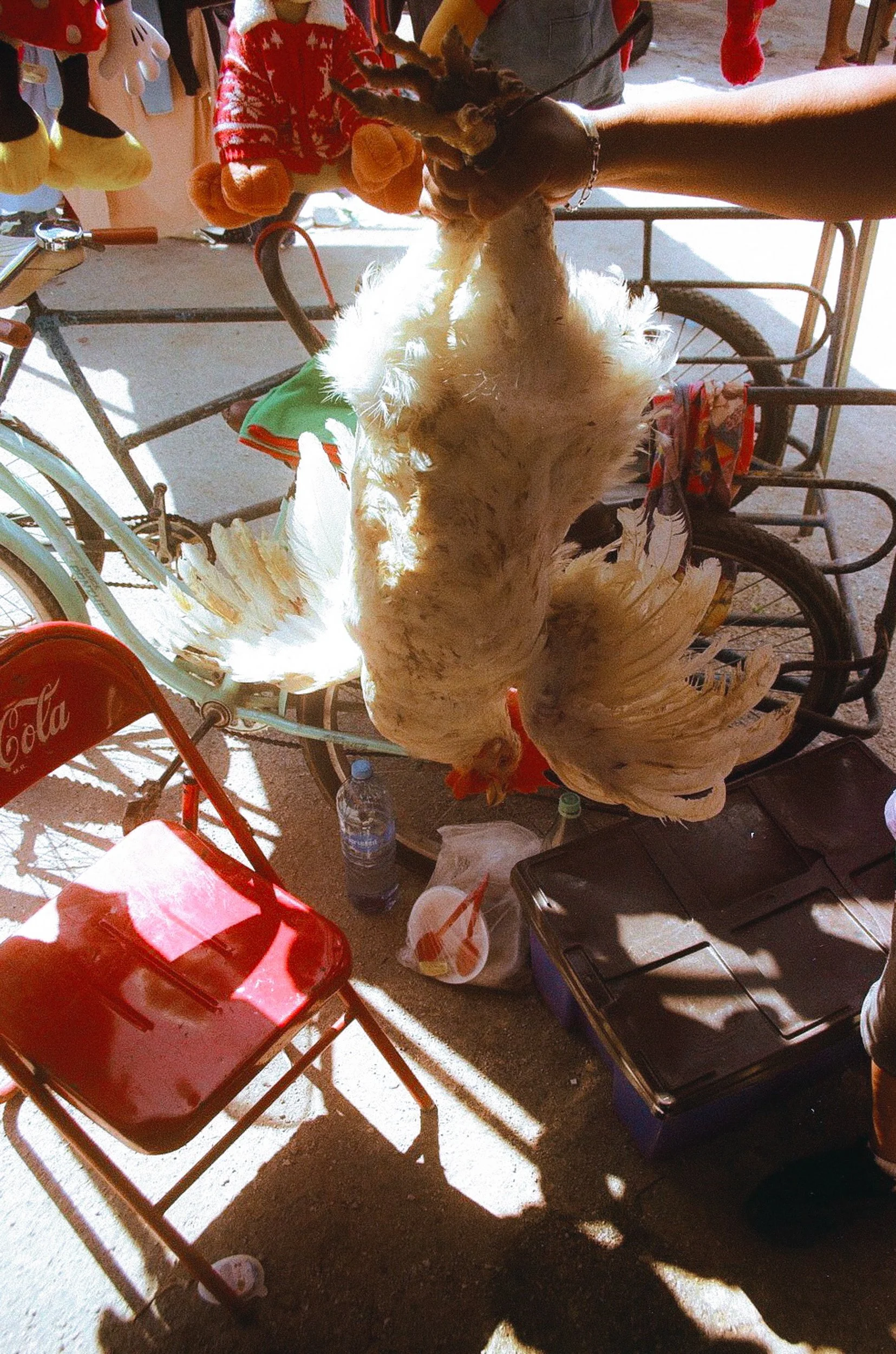 Low-angle shot of a white chicken hanging by its feet at a traditional Mexican market. 35 mm color film.