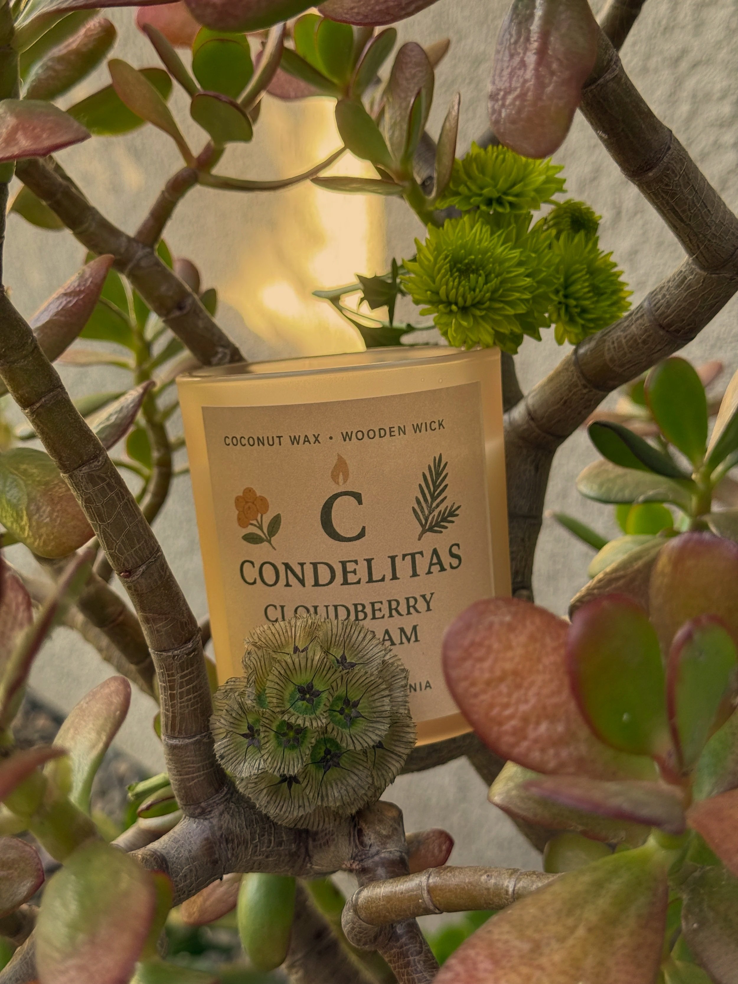 CLOUDBERRY & BALSAM