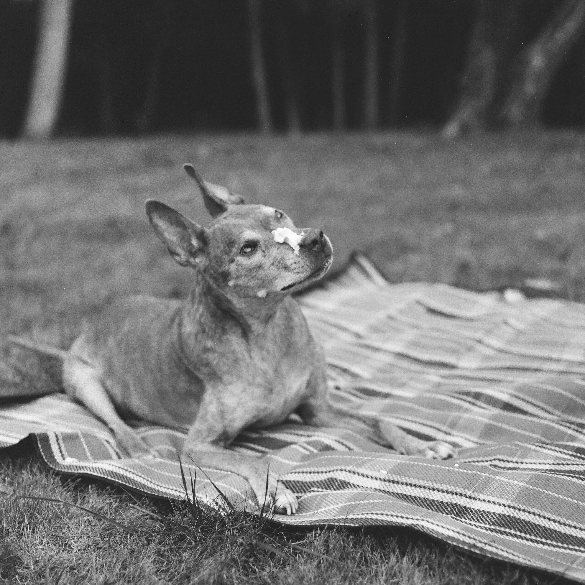 A medium sized dog lying on a striped outdoor blanket on grass, with whipped cream on it's nose, in black and white. This is a memorial photo and occurred a few days before I lost my dog. His health declined quickly.