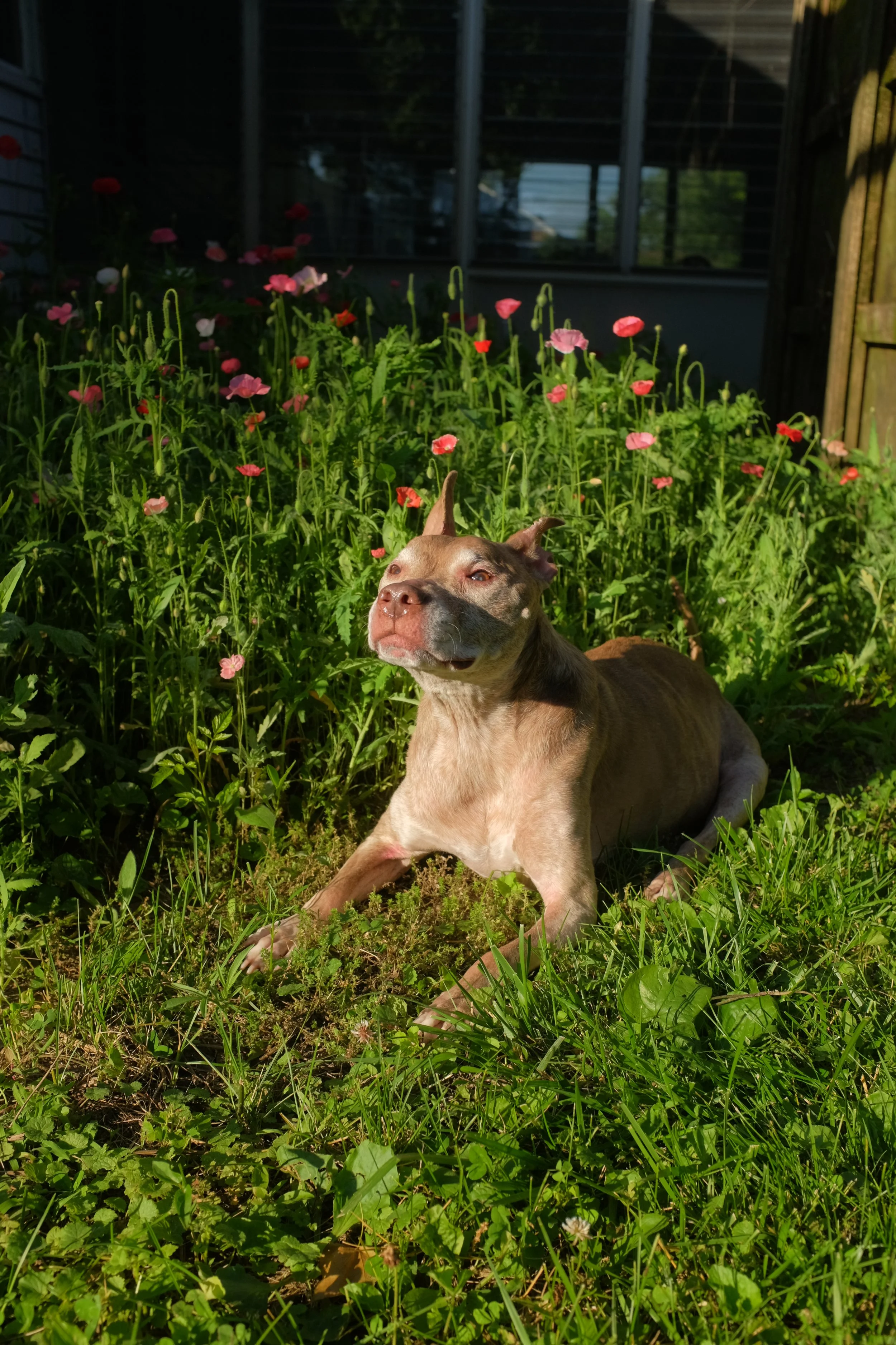 A brown and white dog with a muscular build lies in a garden of tall green plants and pink and red flowers, with a dark background of windows and wooden structures.