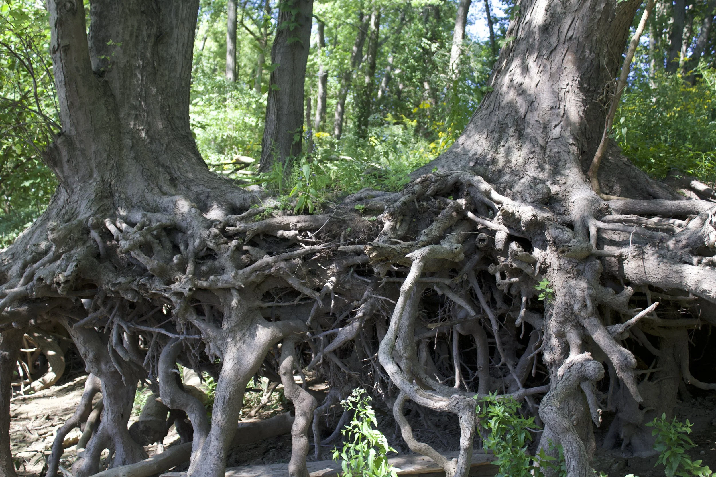 Close-up of tree roots above ground in a forest with green leaves and sunlight filtering through the trees