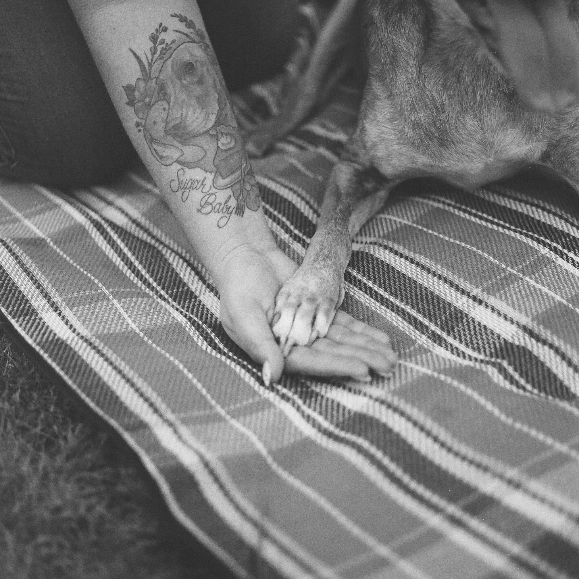 A person with a tattoo on their arm and a dog holding paws on a plaid blanket.