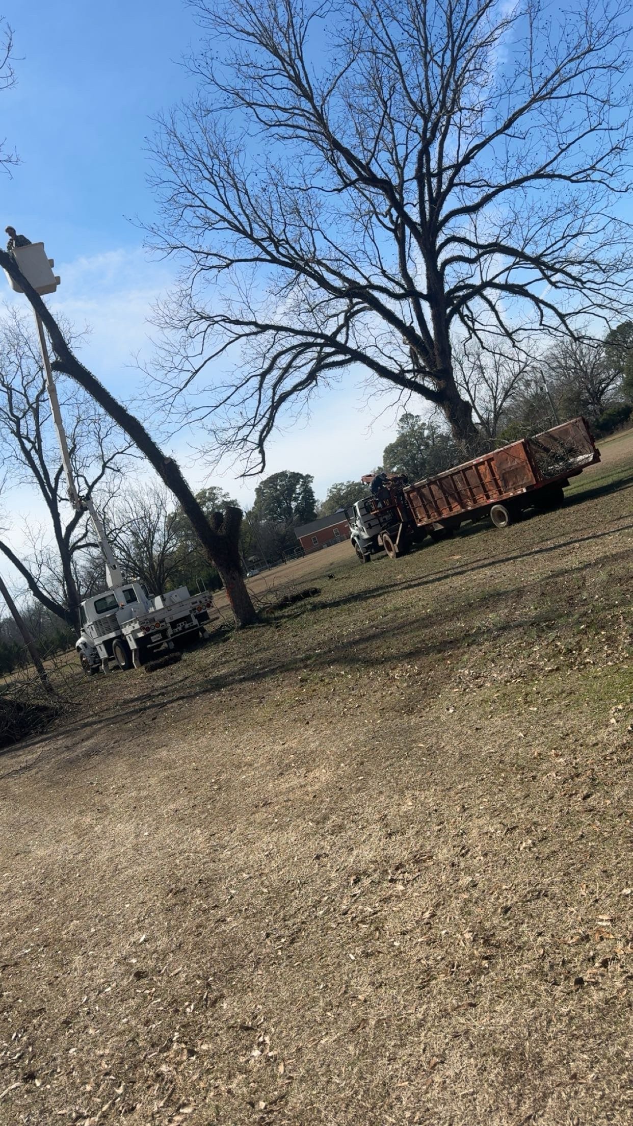 Triple H Tree trimming equipment and workers cutting a large tree in a park or yard on a sunny day in Pike County Alabama. 