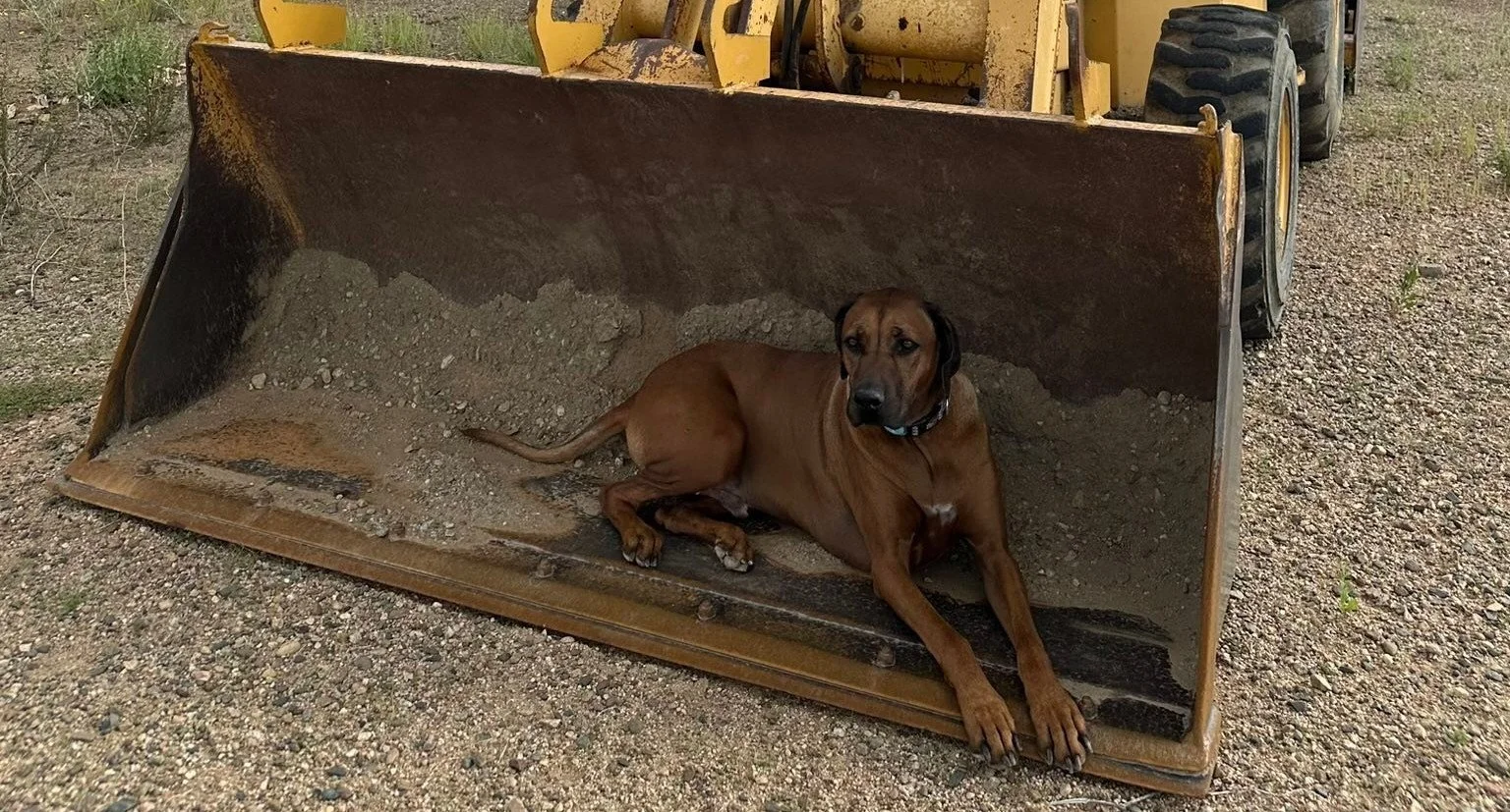 Rhodesian Ridgeback resting near residential site work and equipment.