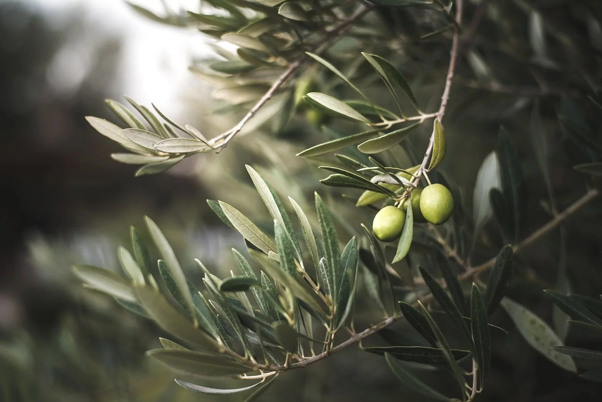 green-olive-tree-1920-2.jpeg
