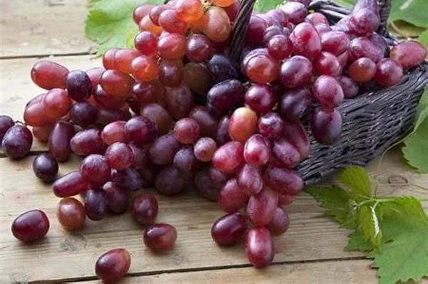 Uva Tinta - Portugal - Bio - per kg