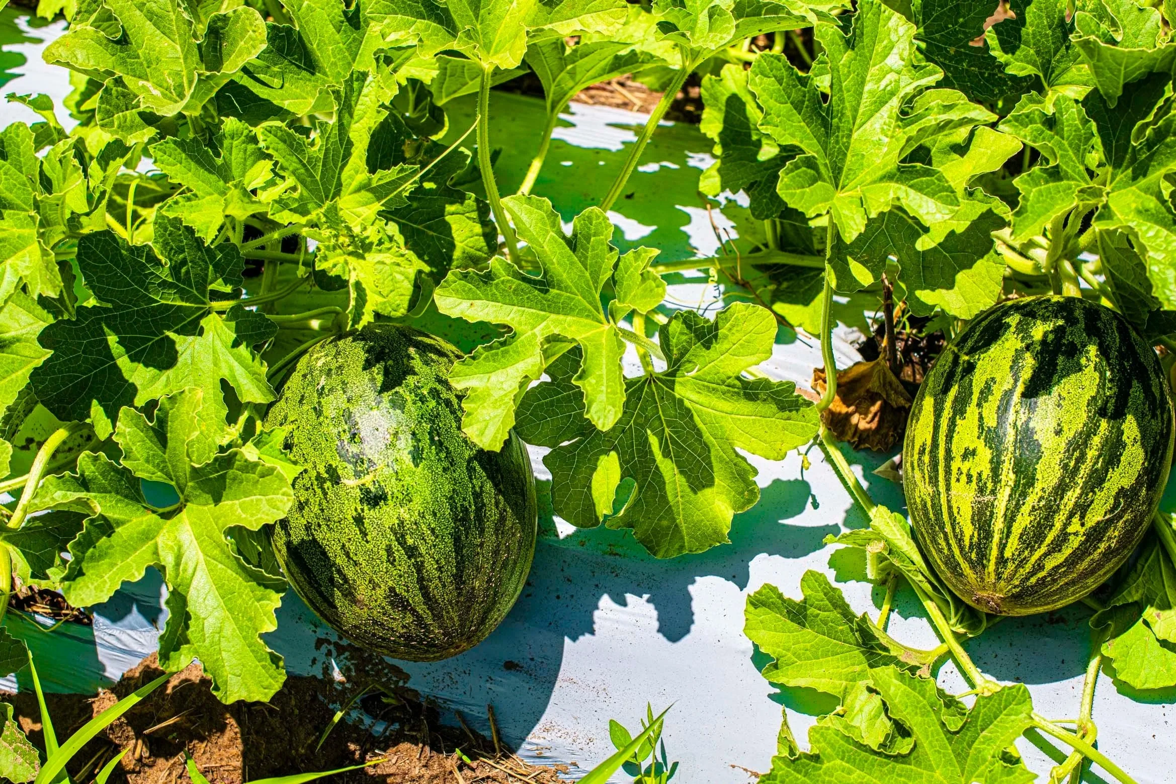 Melão Pele de Sapo - Portugal - Bio - per kg