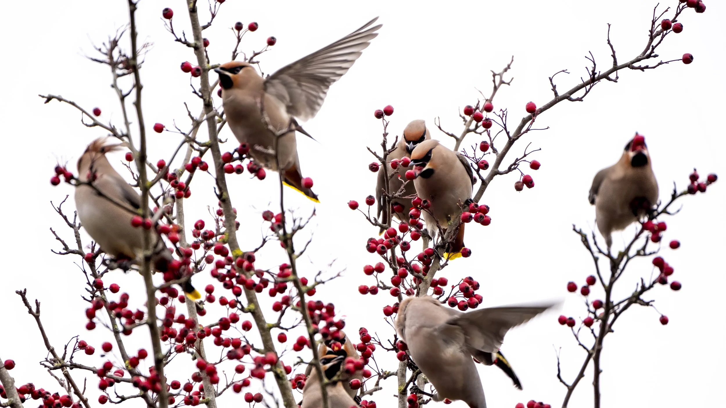 Bohemian waxwings in Scotland