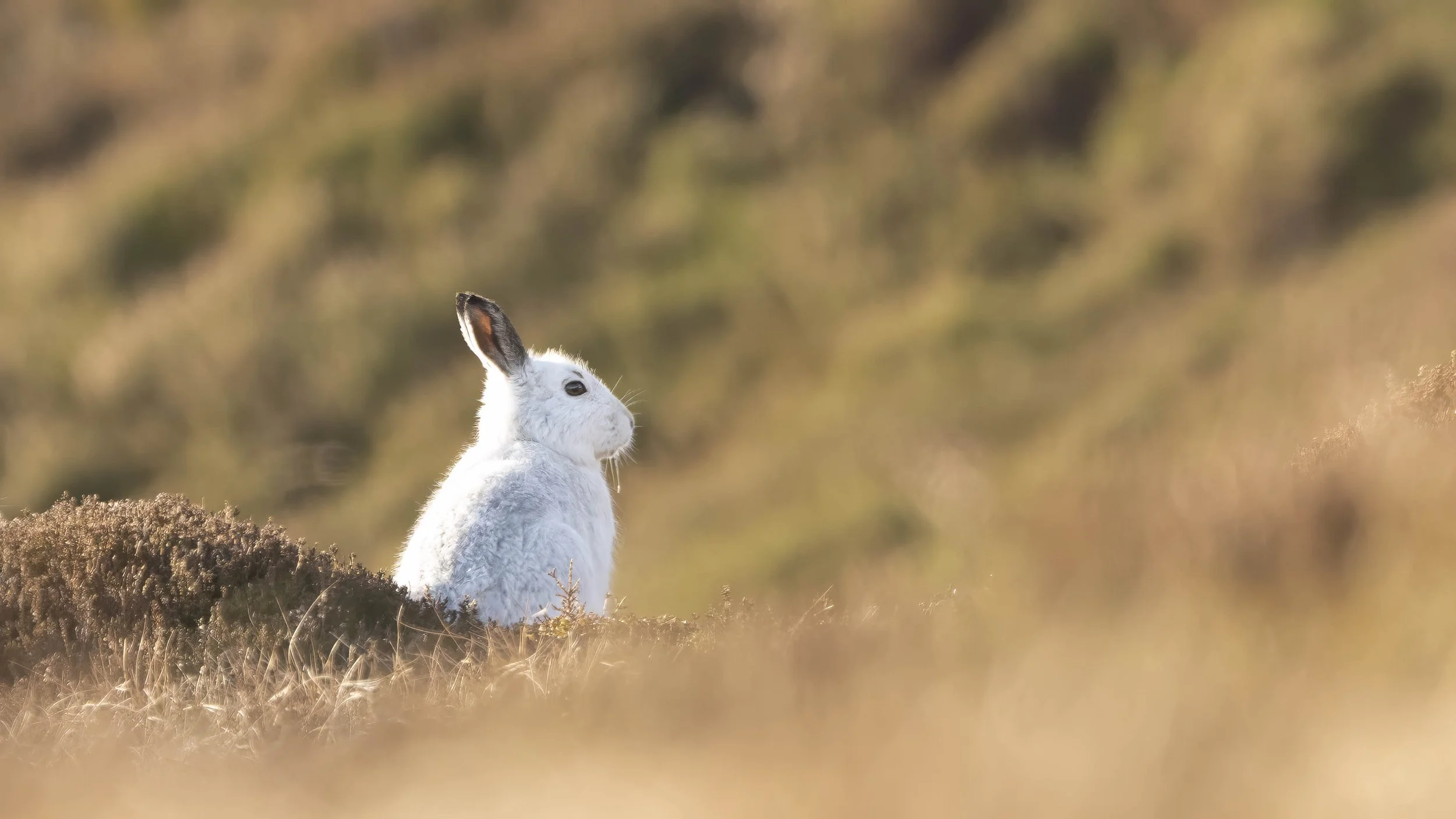 The White Ones of Glenshee