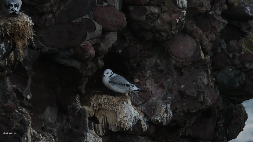 RSBP Fowlsheugh, Aberdeenshire