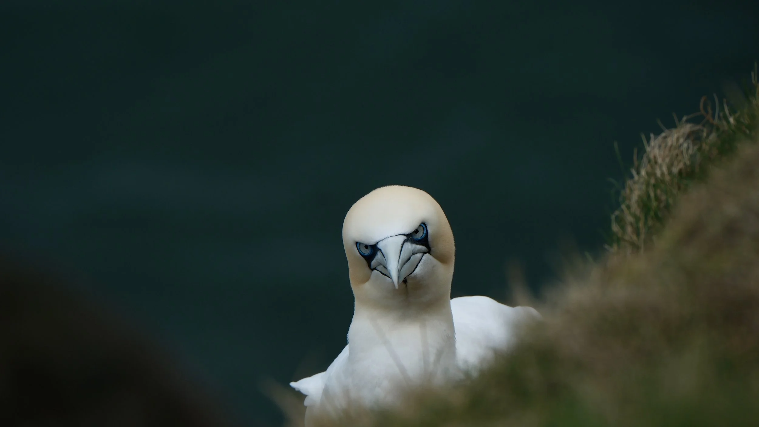 Early Season Gannets at Troup Head, Aberdeenshire