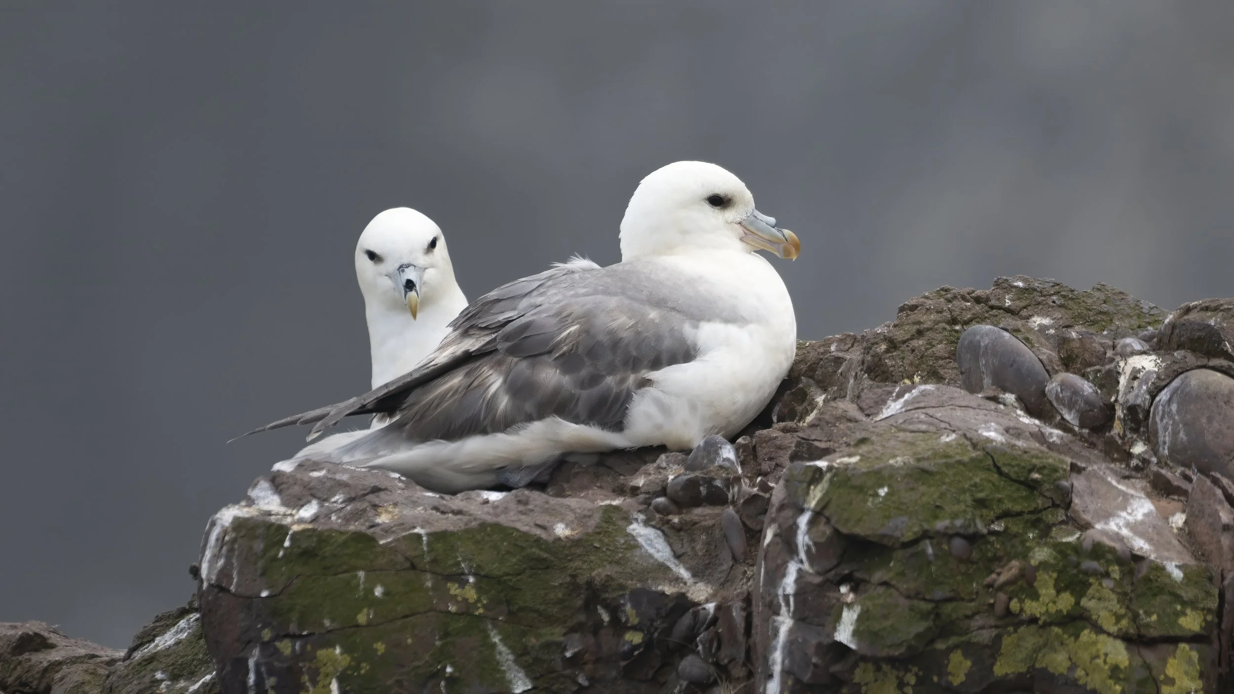 Fowlsheugh early season, Seabird City.