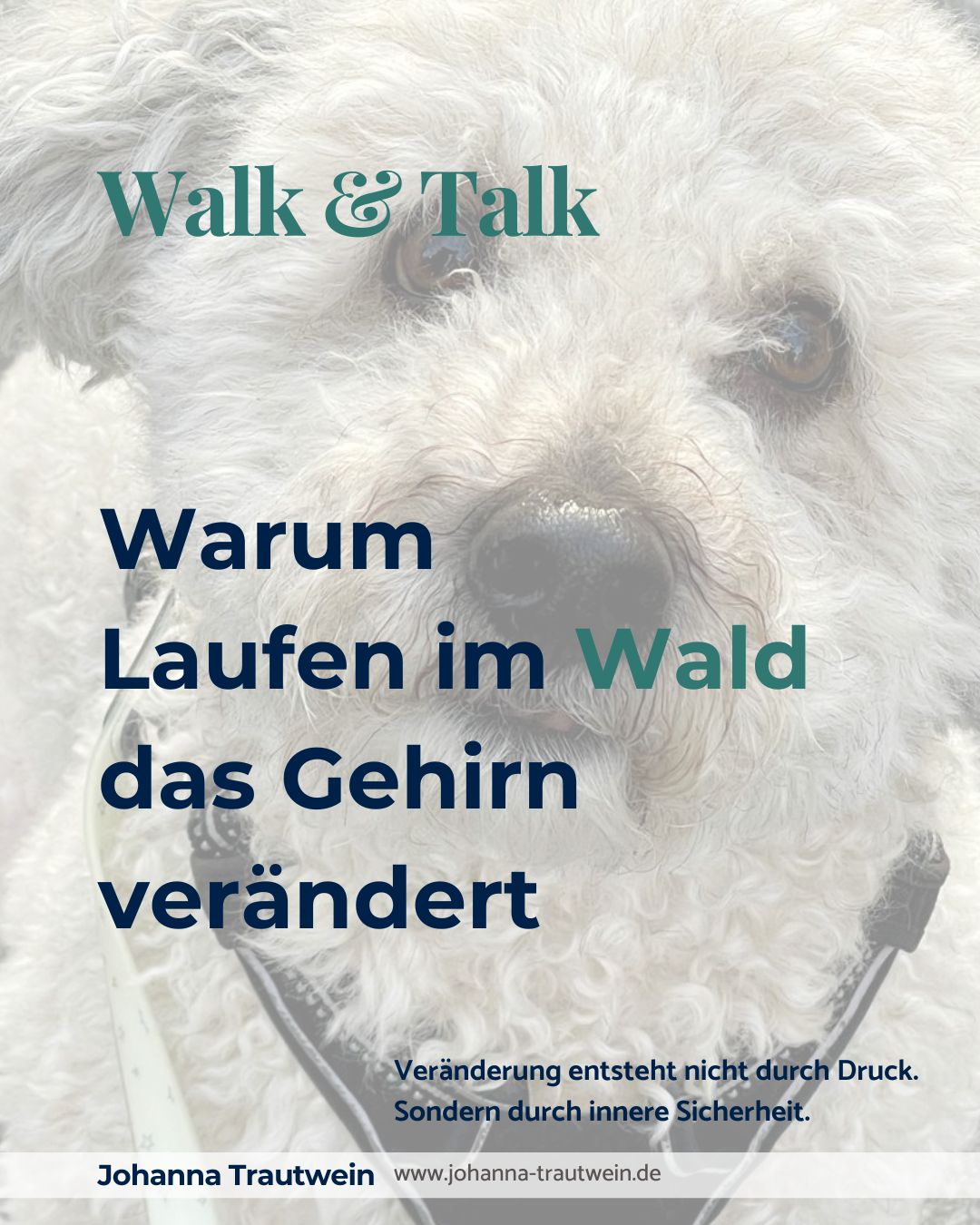 Warum Laufen im Wald das Gehirn verändert – live erlebt heute.