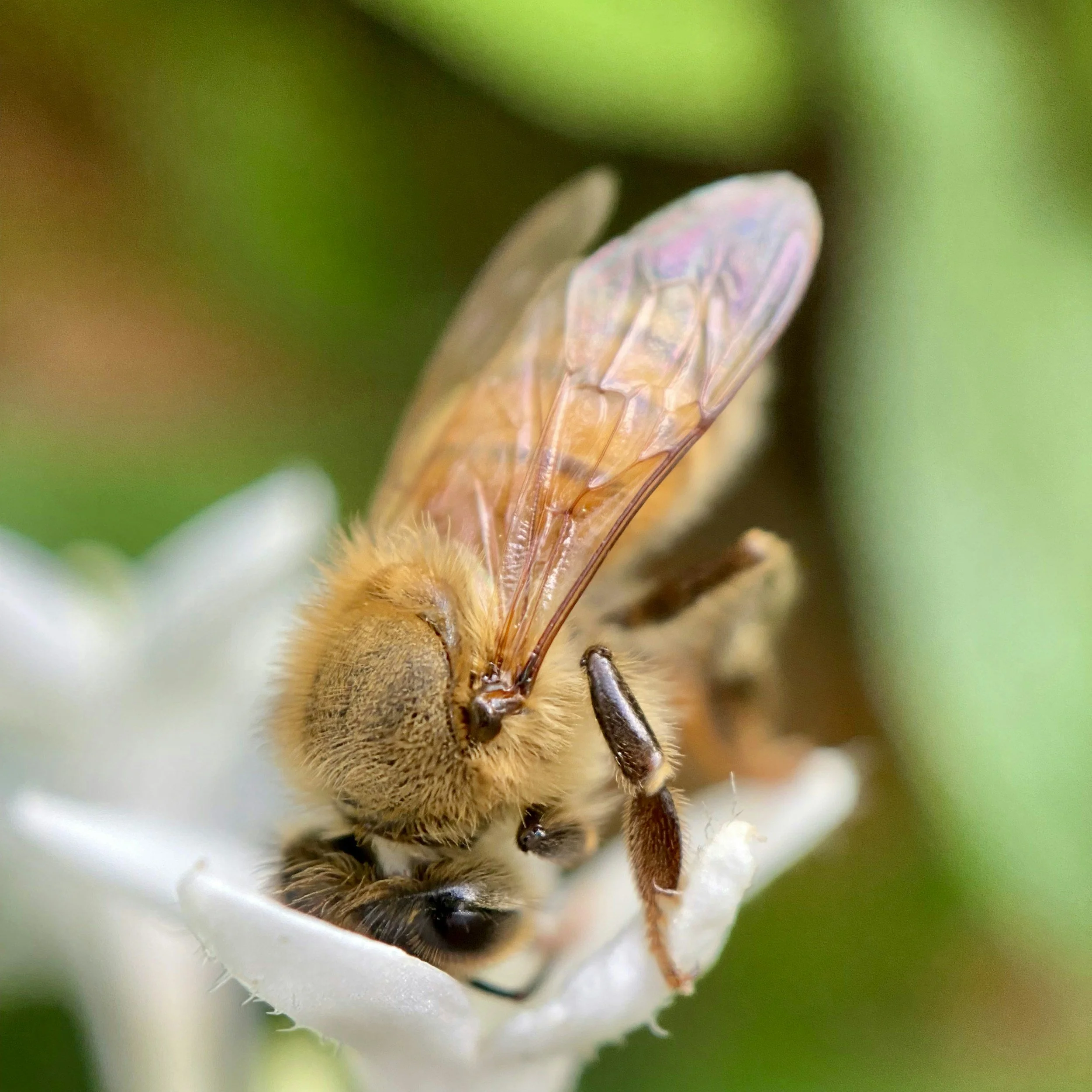 Managing Varroa A Holistic Approach 