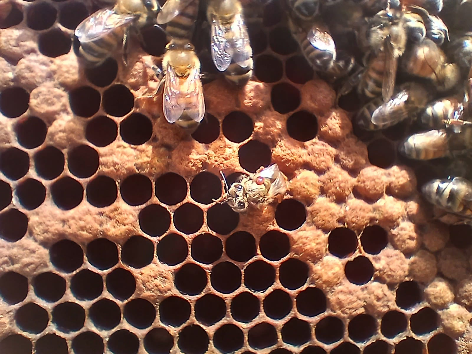 Managing Varroa&nbsp;- Synthetic Treatments&nbsp;
