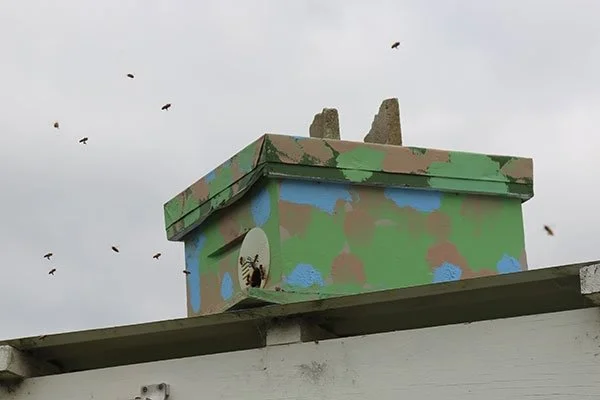 Bait-hive-top-lean-to-roof-October-2013.jpg