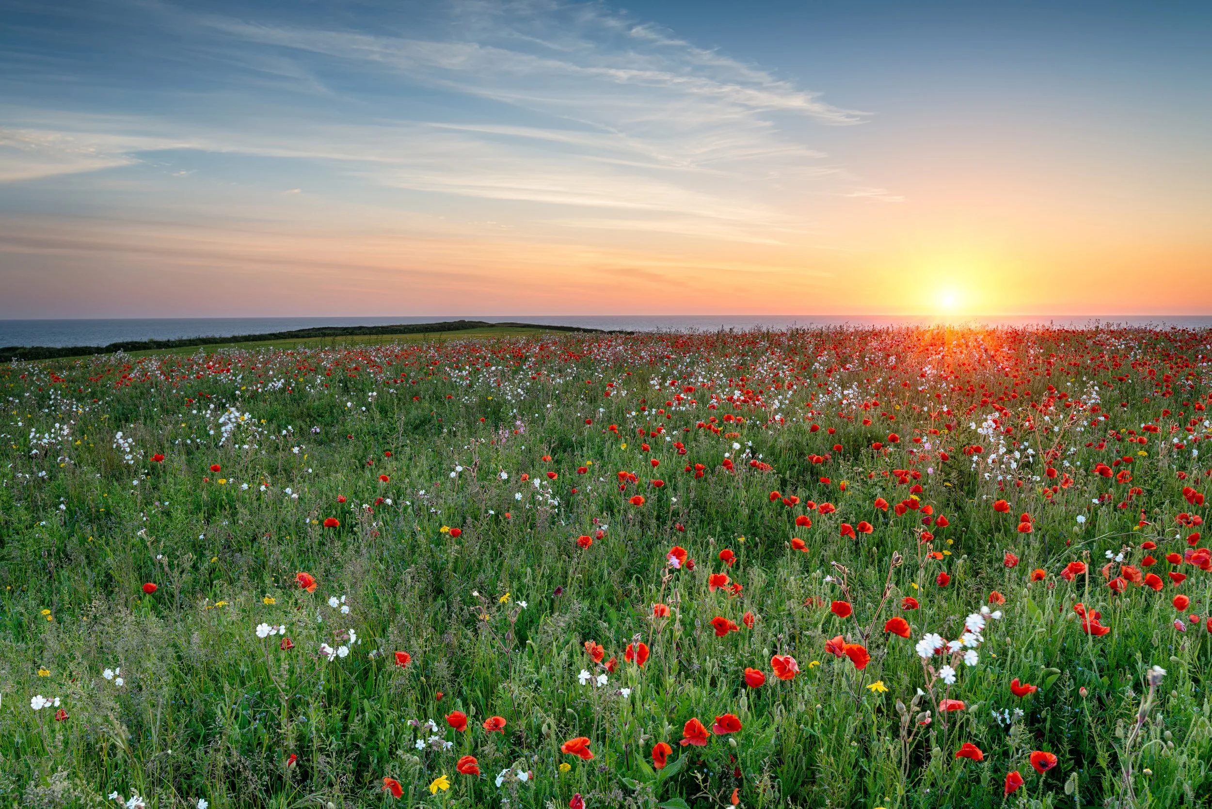 A field of wildflowers with red, white, and yellow blooms under a setting sun, near the ocean with a clear sky.