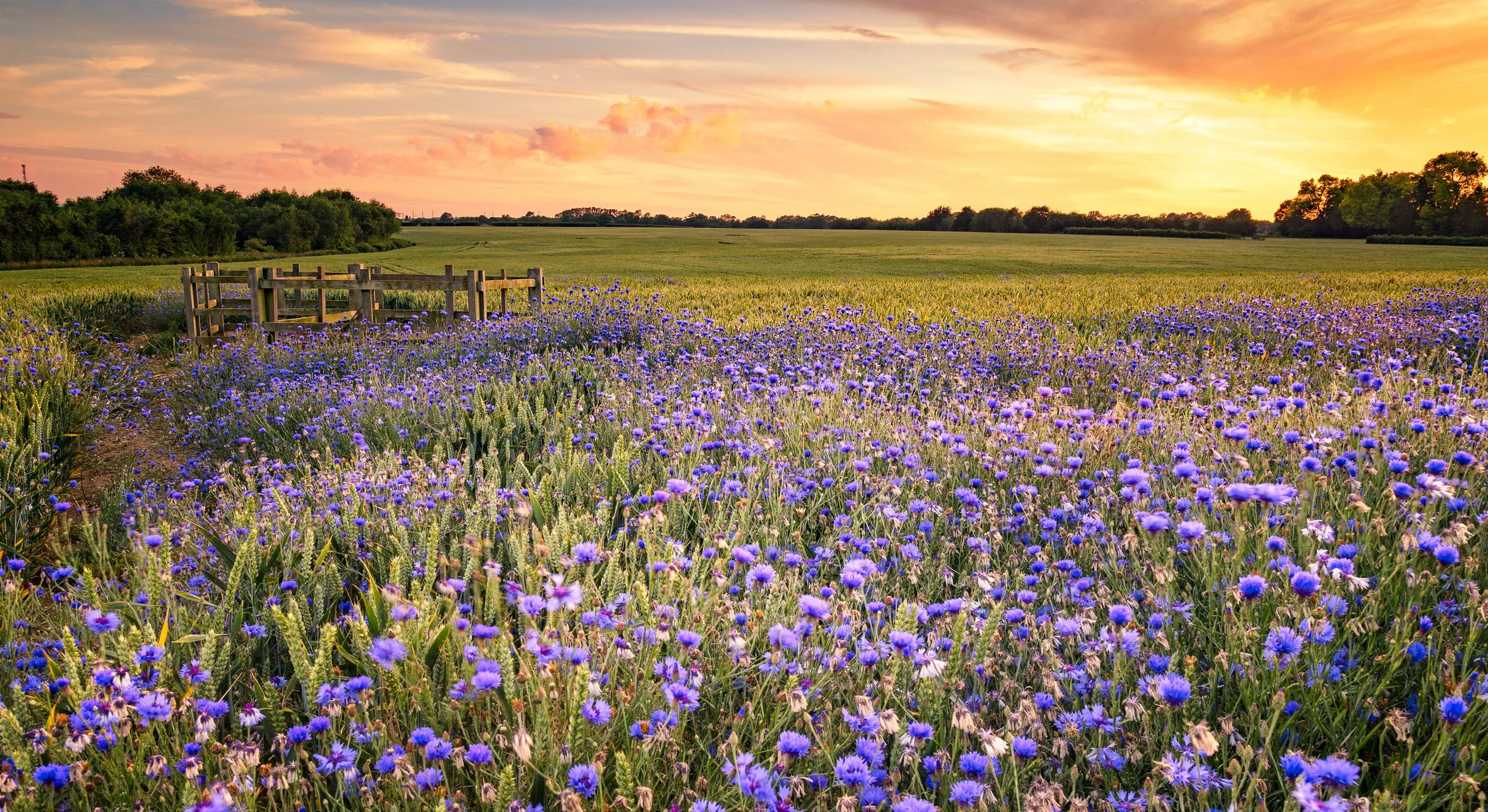 Sunset over a field of purple wildflowers with a wooden fence and green trees in the background.