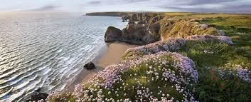 Cliffside landscape with blooming purple and white flowers near the coast and ocean waves in the background.