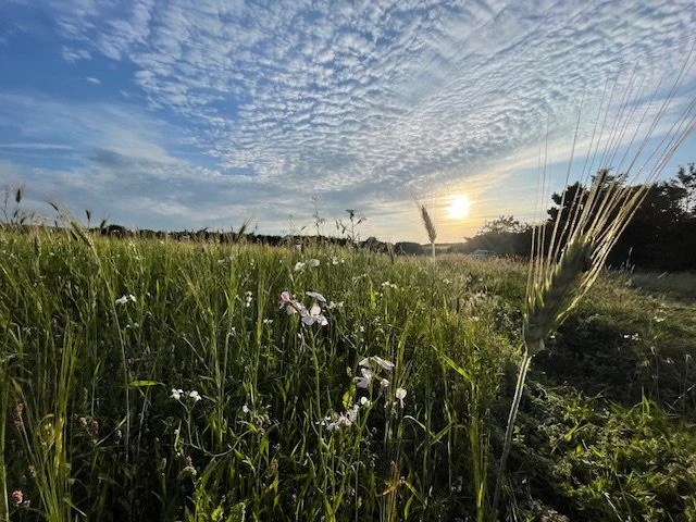 A grassy field with wildflowers under a partly cloudy sky at sunset.