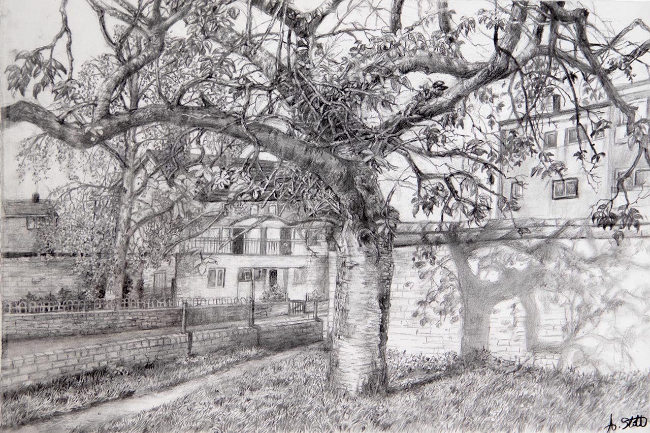 March Street cherry tree, 2025, charcoal 42 x 59.4 cms