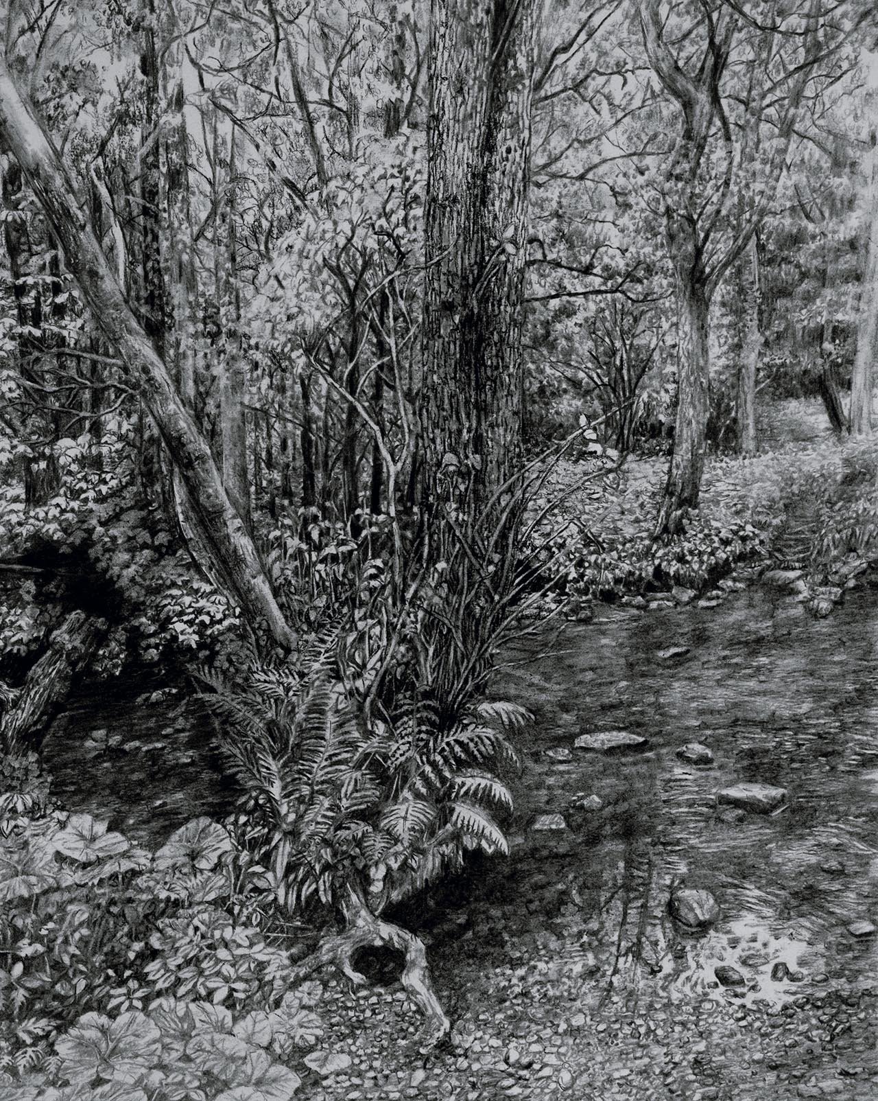Harrogate woodland, 2024, charcoal, 42 x 59.4 cm