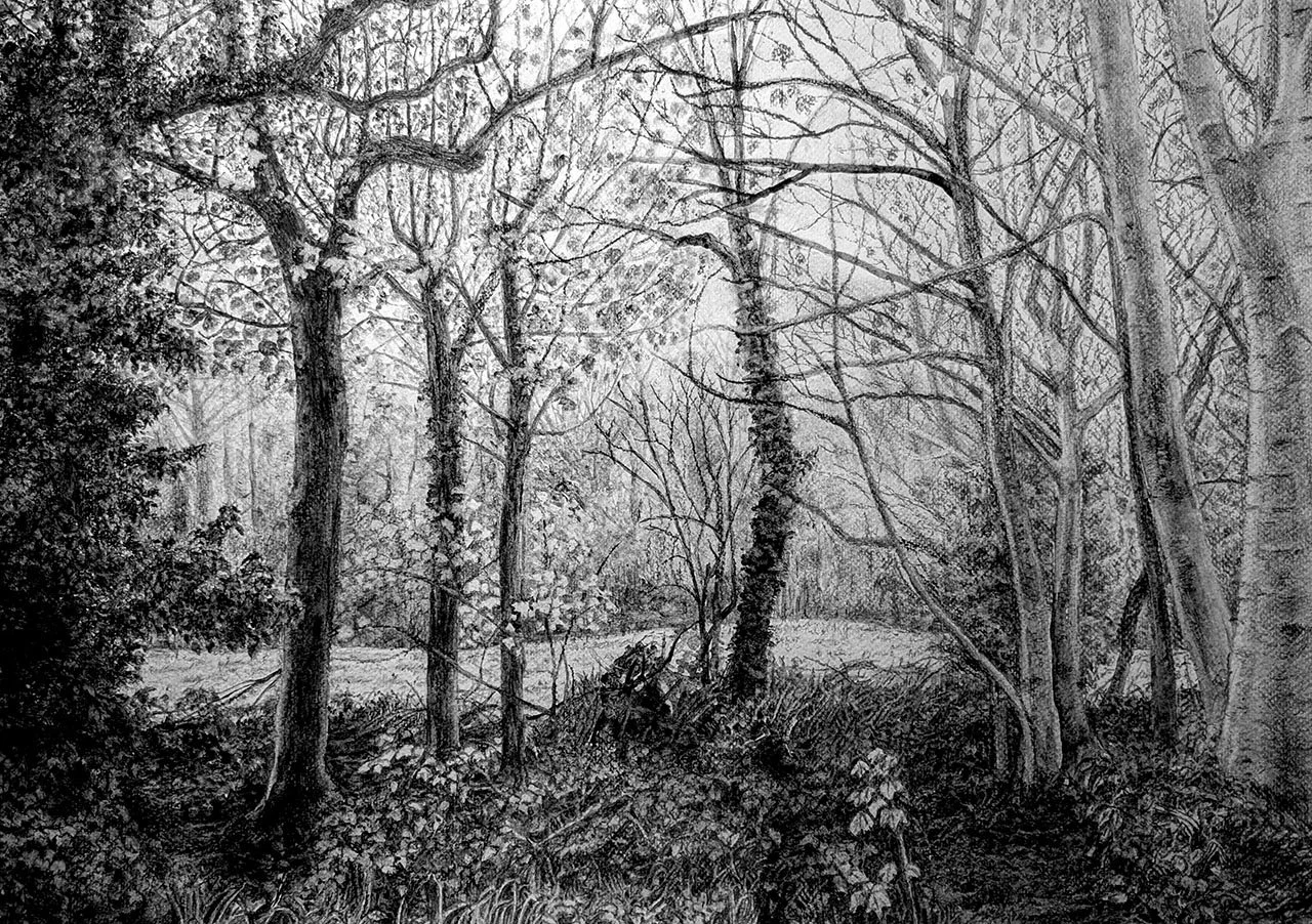Quarry Wood Harrogate, 2024, charcoal, 42 x 59.4 cm