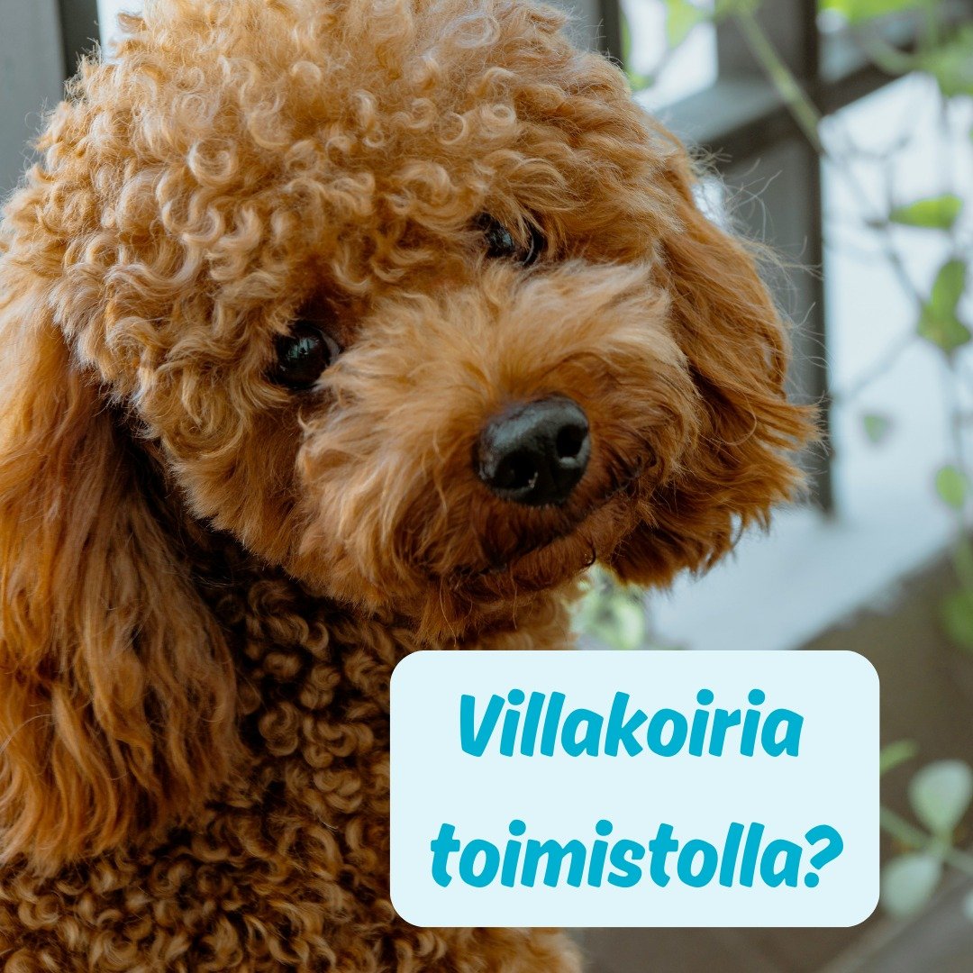 Toimistokoirat ovat ihania, mutta kaikenlaiset villakoirat eiv&auml;t ole tervetulleita. 😅

Lymy&auml;&auml;k&ouml; teid&auml;nkin neukkarin nurkissa ja tietokoneiden takana kutsumattomia &ldquo;villakoiria&rdquo;? Eip&auml; h&auml;t&auml;&auml;! Me