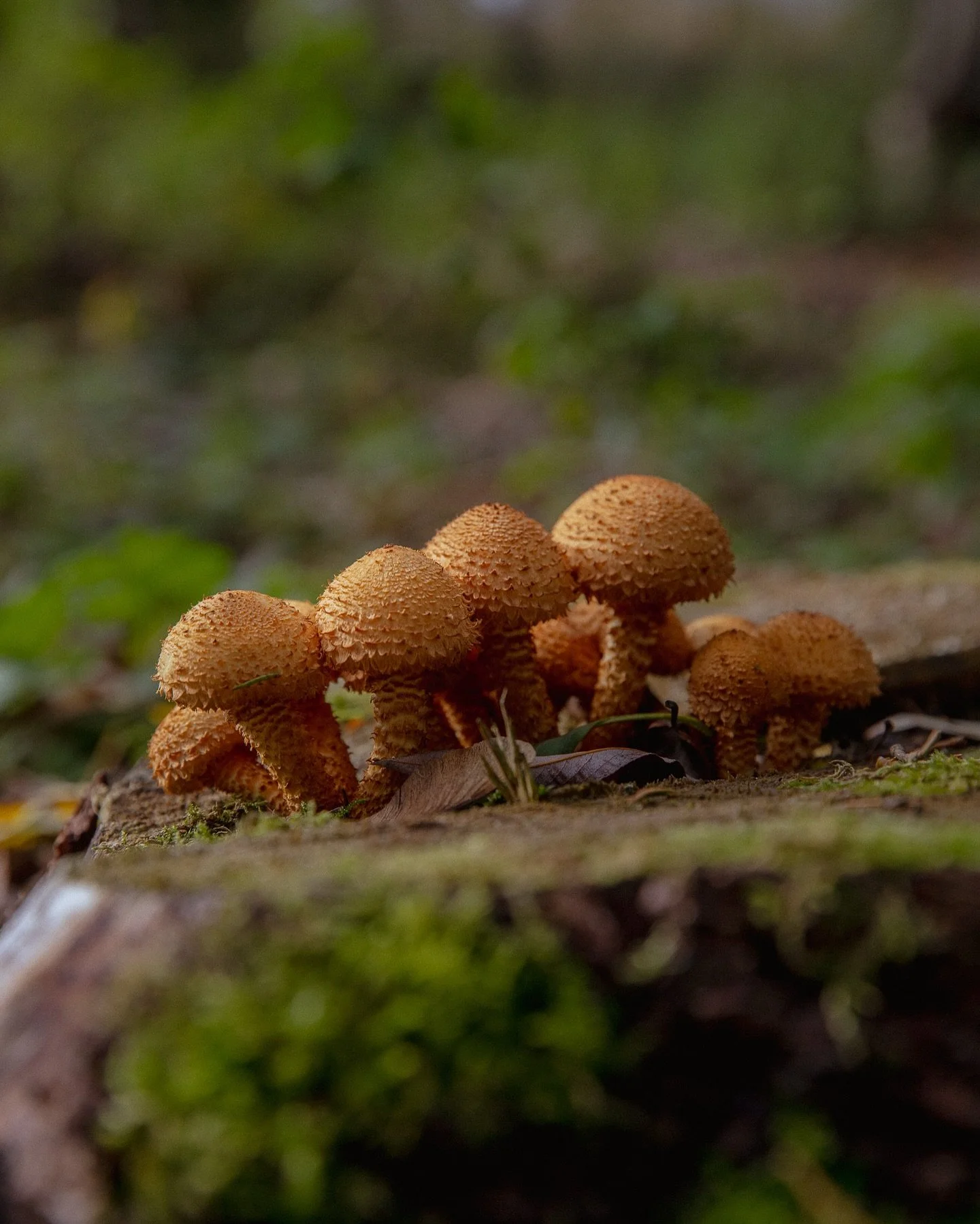 &lsquo;The rhythms of nature are certain.
The sun still rises, the moon still waxes and wanes and the seasons just are. 
Sometimes there&rsquo;s no need to try, like the seasons, but just let everything be as it is.&rsquo;

Fall is absolutely beautif
