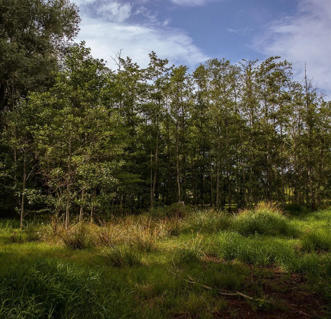 &lsquo;When I&rsquo;m fully connected and immersed in the natural world, everything looks different.
Everything feels possible and is more lucid, and all life becomes fully alive and awake.&rsquo;

#drift #slowtravel #nature #quietplaces #intheforest