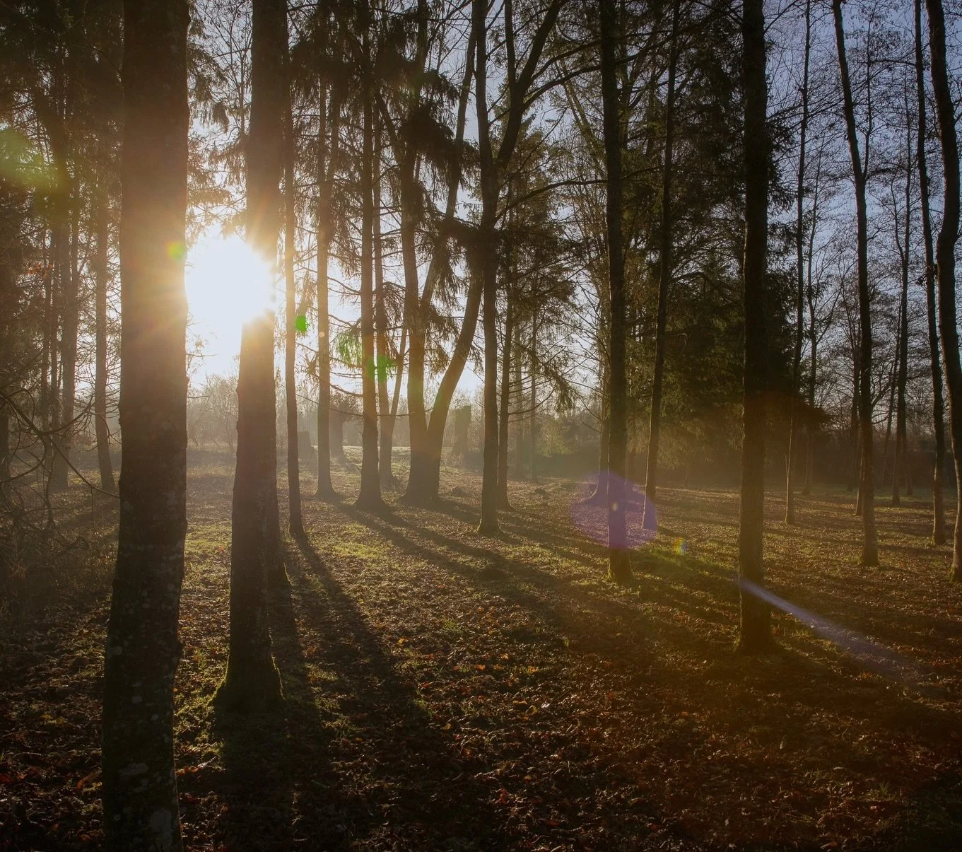 Woke up on New Year&rsquo;s Day to three deer passing by, a great egret visiting and the first snowflakes.

It doesn&rsquo;t get more magical than this ❄️🦌

#newyear #drift #deer #winterescape #nature animals