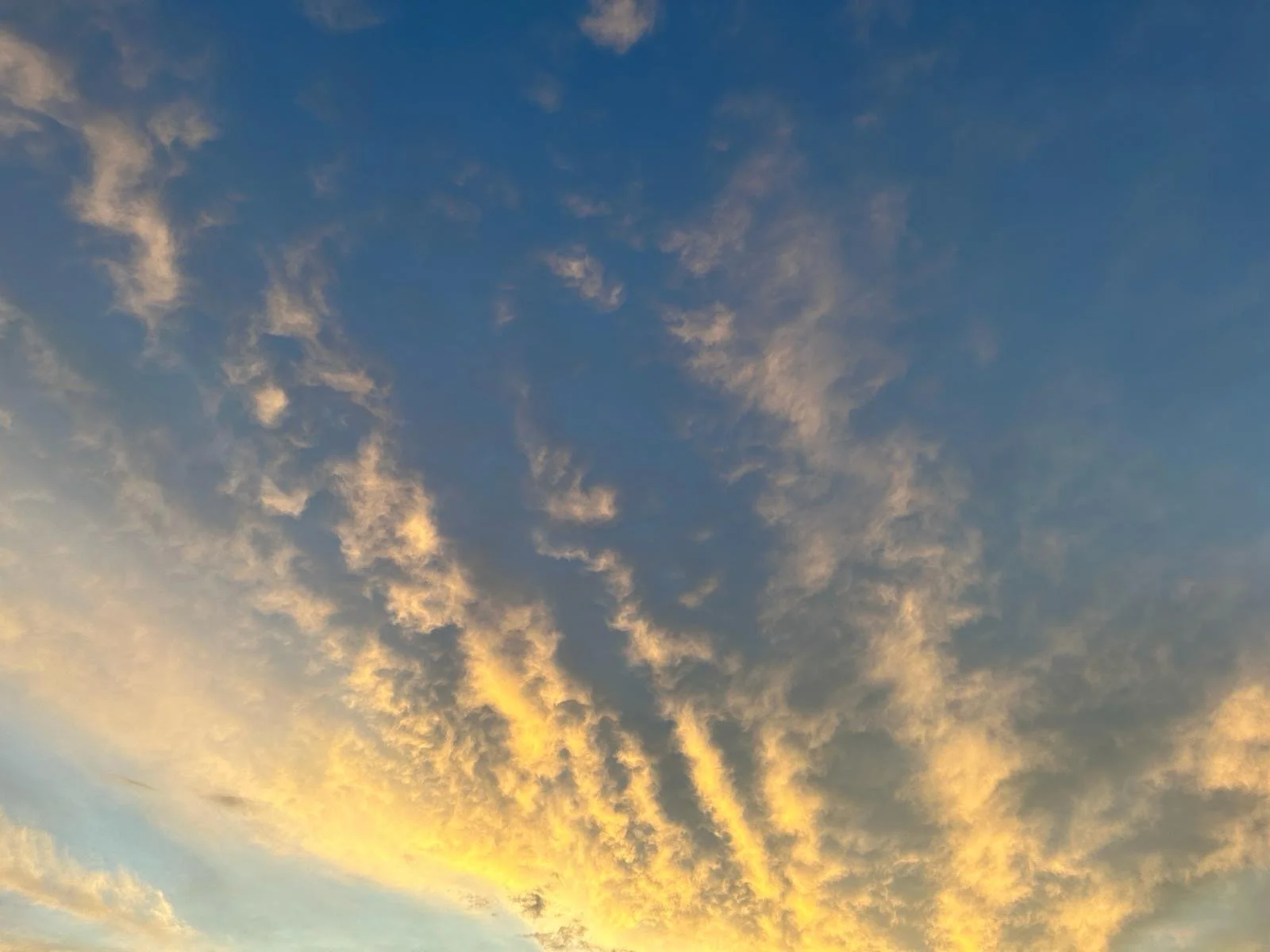 a99677a9-e386-4532-89a3-fcc5577b2703.jpeg