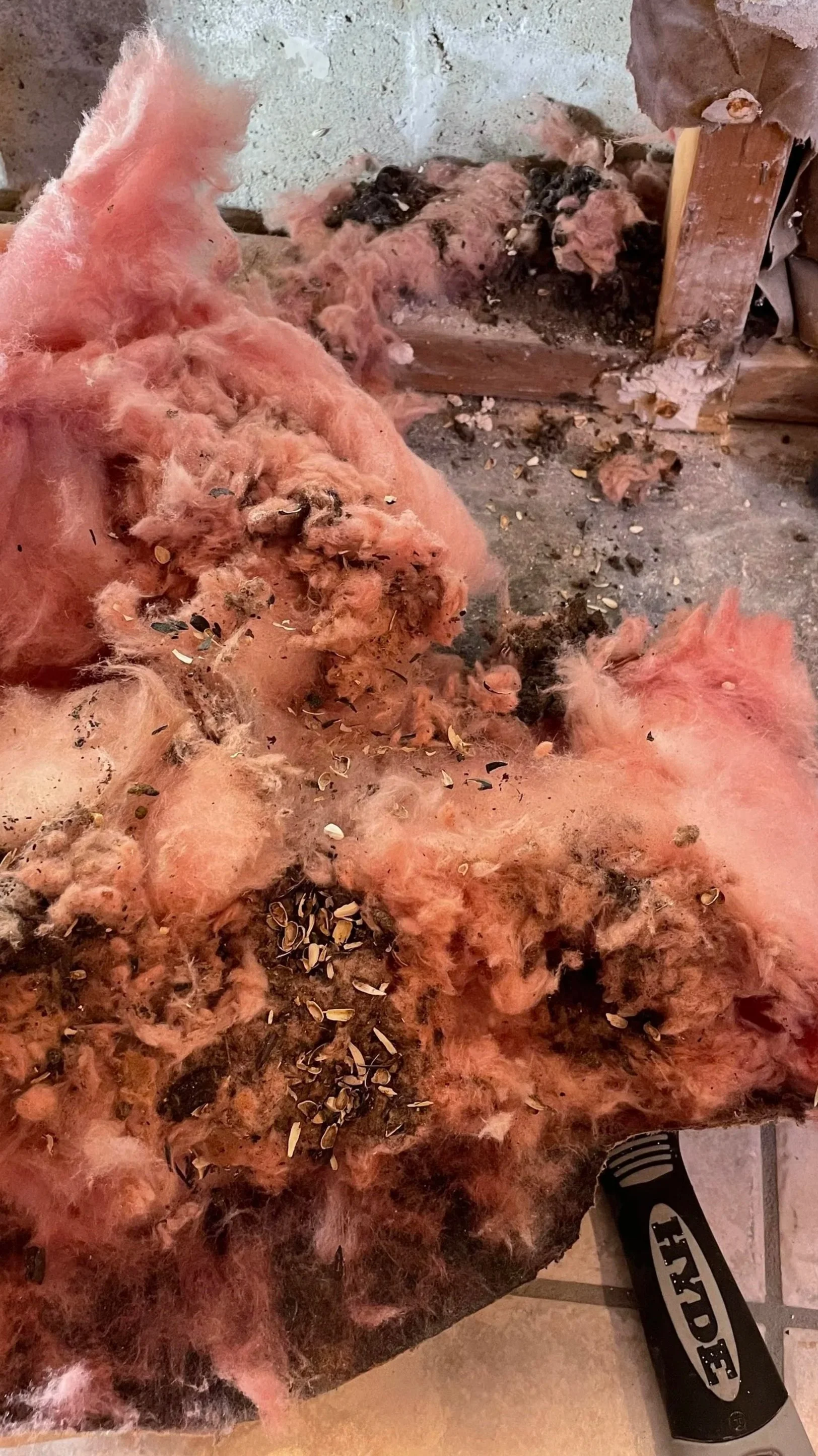 A mouse infestation will create a stink.