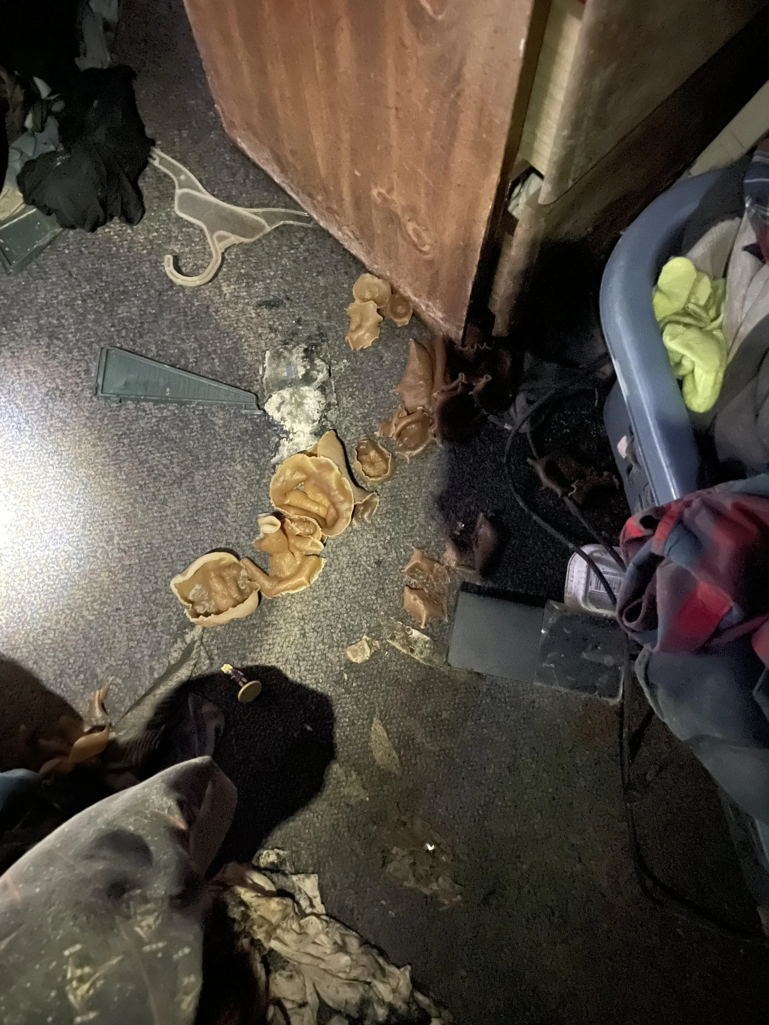 Mushrooms...in the carpet?