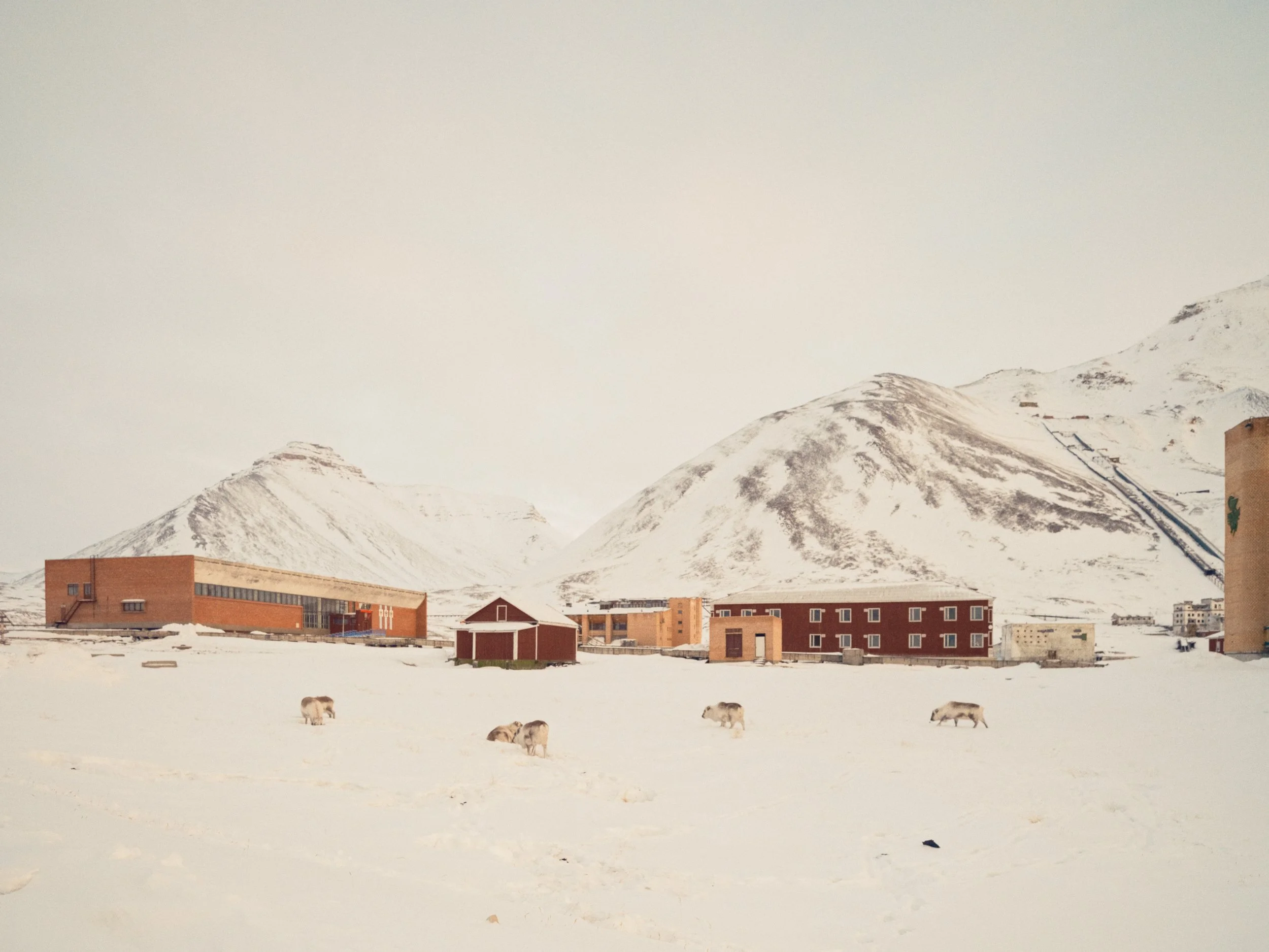 Reindeer, Pyramiden