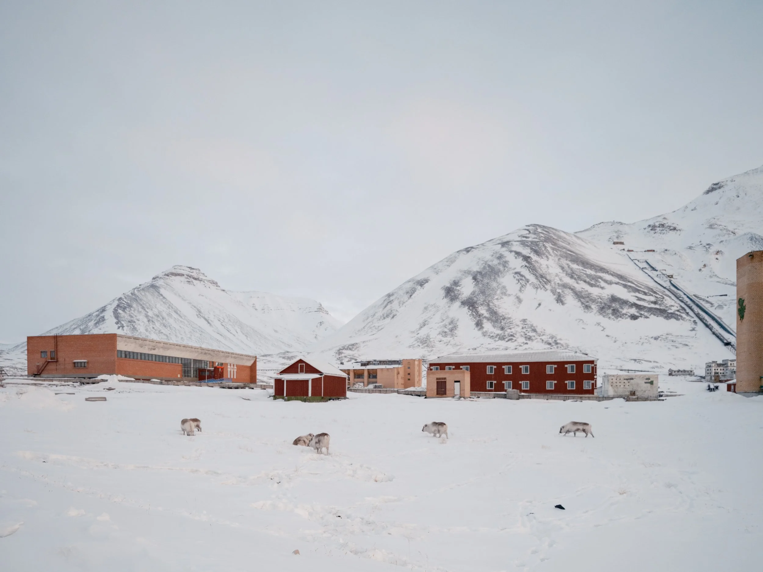 Reindeer, Pyramiden