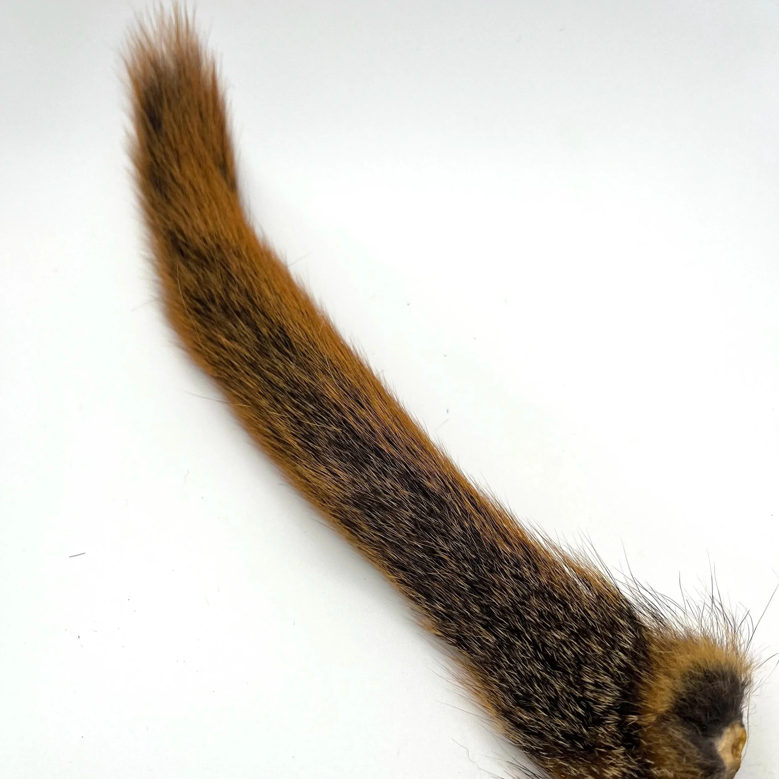 Squirrel Tail