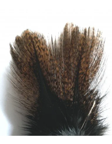 Coq de Leon Tailing Feathers