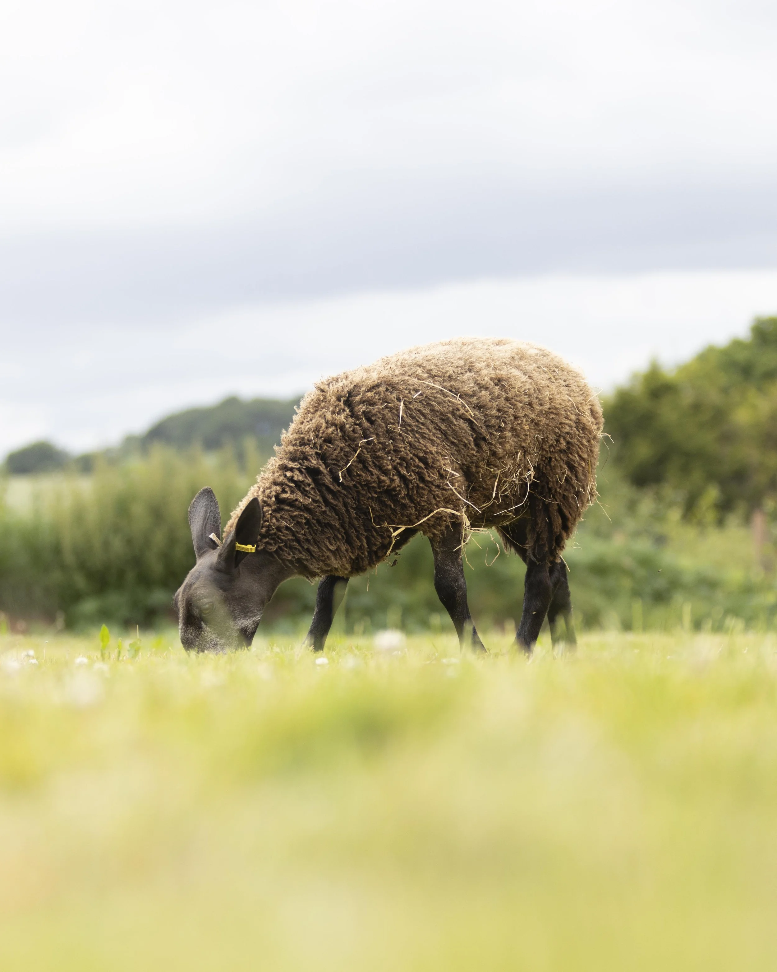 Close-up of a black sheep with a thick, curly, brown fleece grazing on green grass in an open field with a cloudy sky and trees in the background.